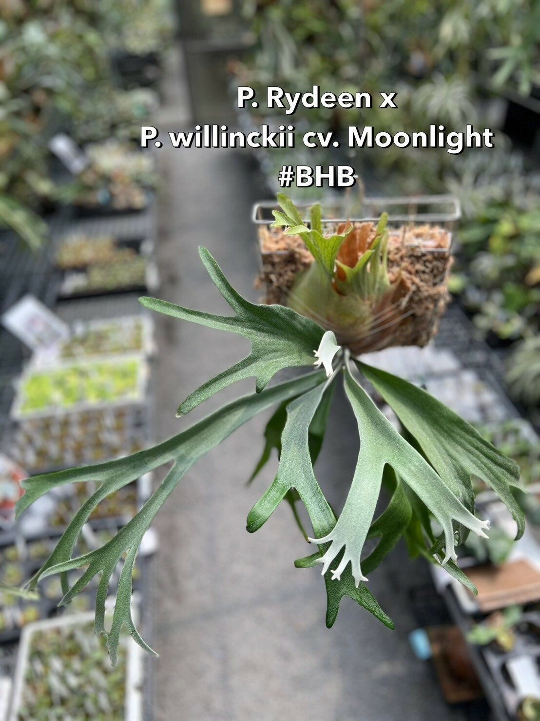 P.Willinckii Moonlight VP （OC） Platycerium Willinckii Moonlight - Rare Collectible | Medium