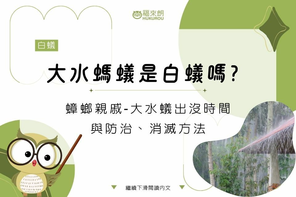 下雨天就出現的大水螞蟻是白蟻嗎？蟑螂親戚-大水蟻出沒時間與防治消滅方法