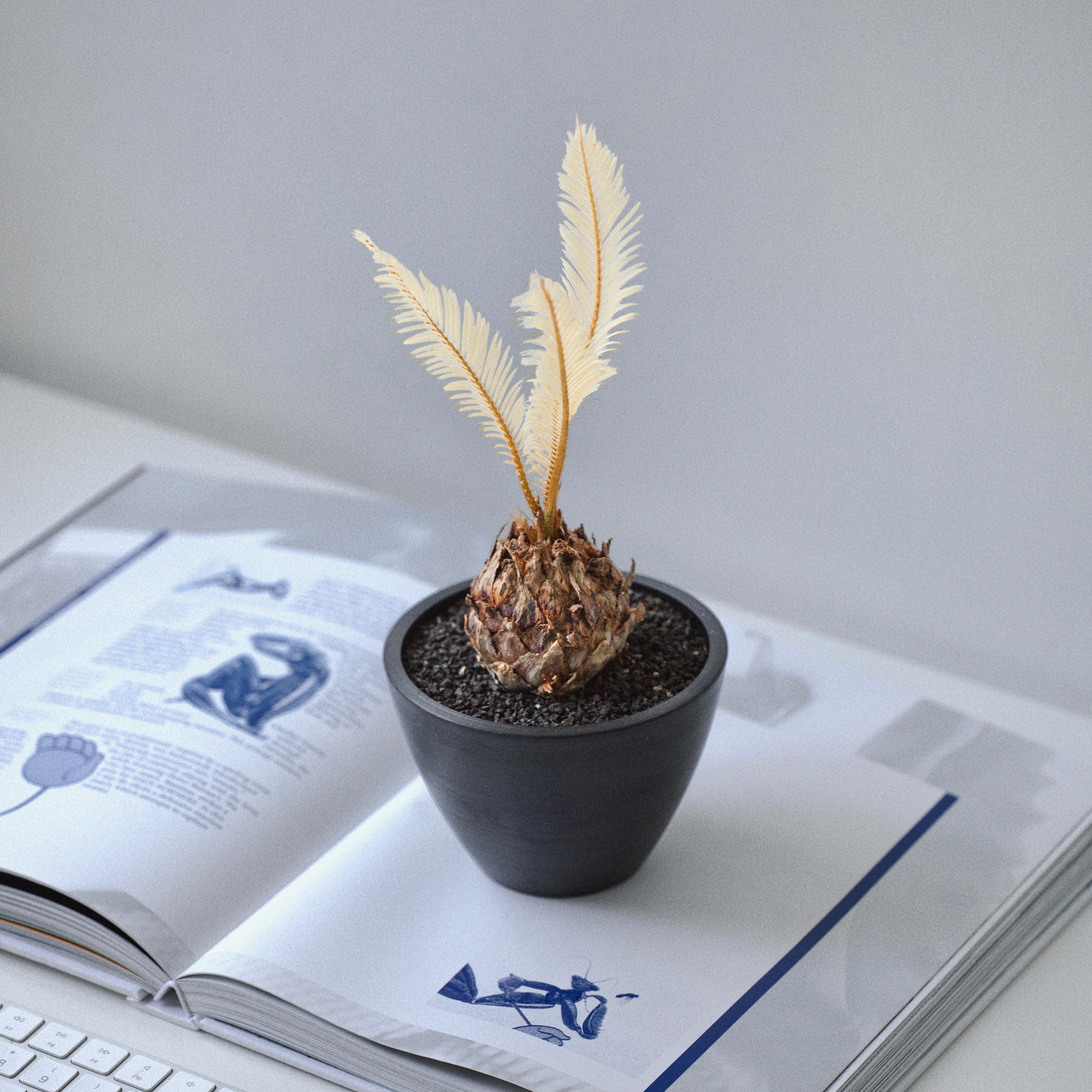 金探子 — 稀有黃金白錦蘇鐵