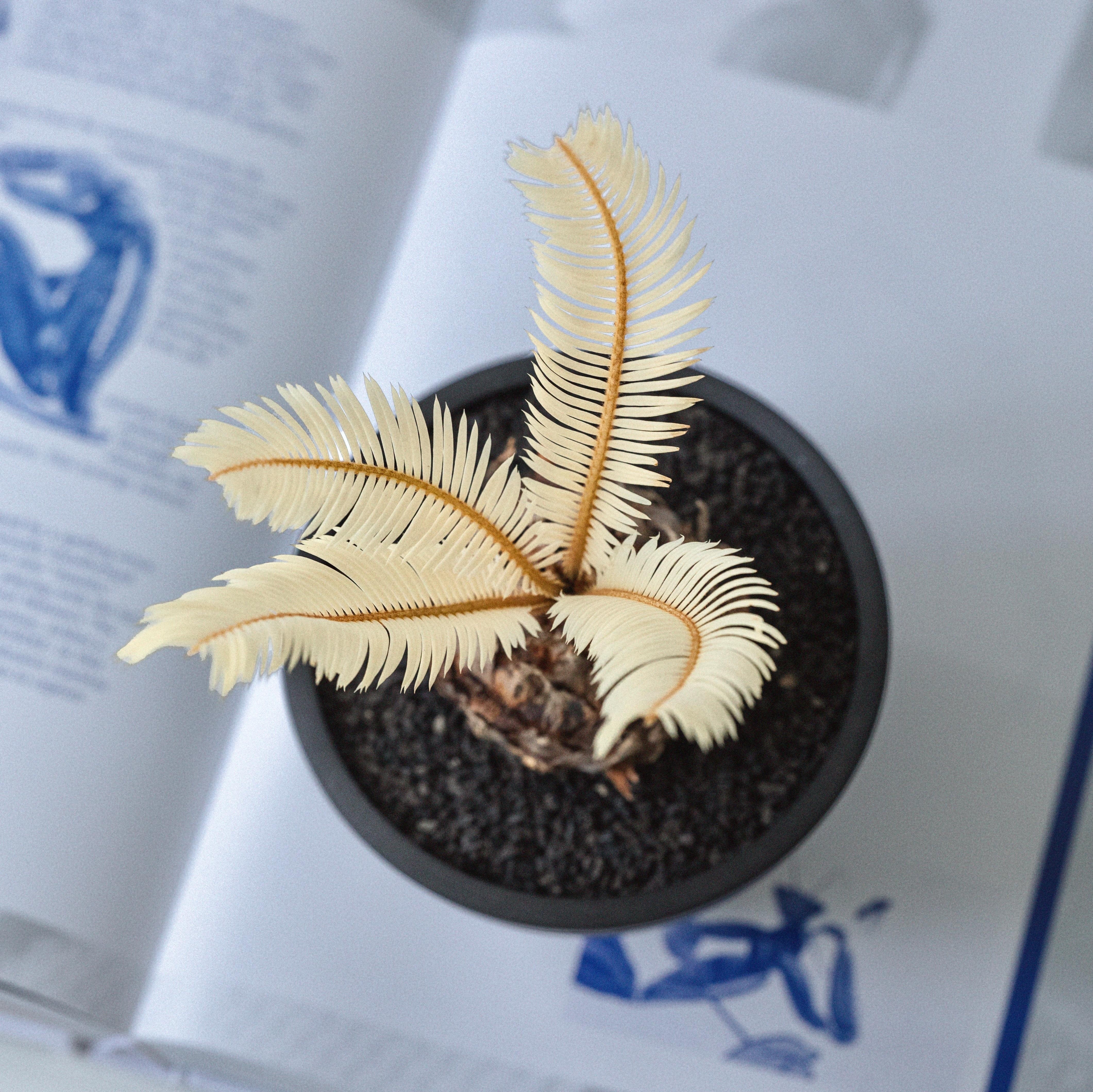 金探子 — 稀有黃金白錦蘇鐵