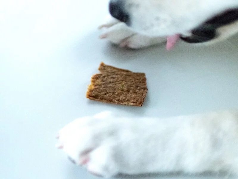 南瓜里肌輕乳酪【寵物手工零食】