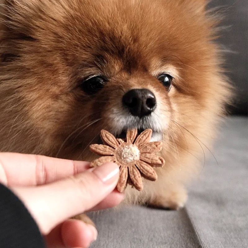 晚安小寶貝【洋甘菊起司】晚安零食 SWEET DREAMS 40g/包