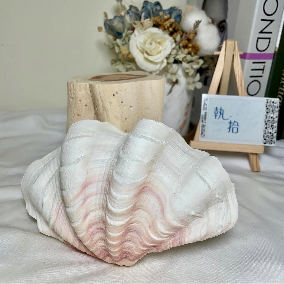 天然硨磲貝殼擺件
