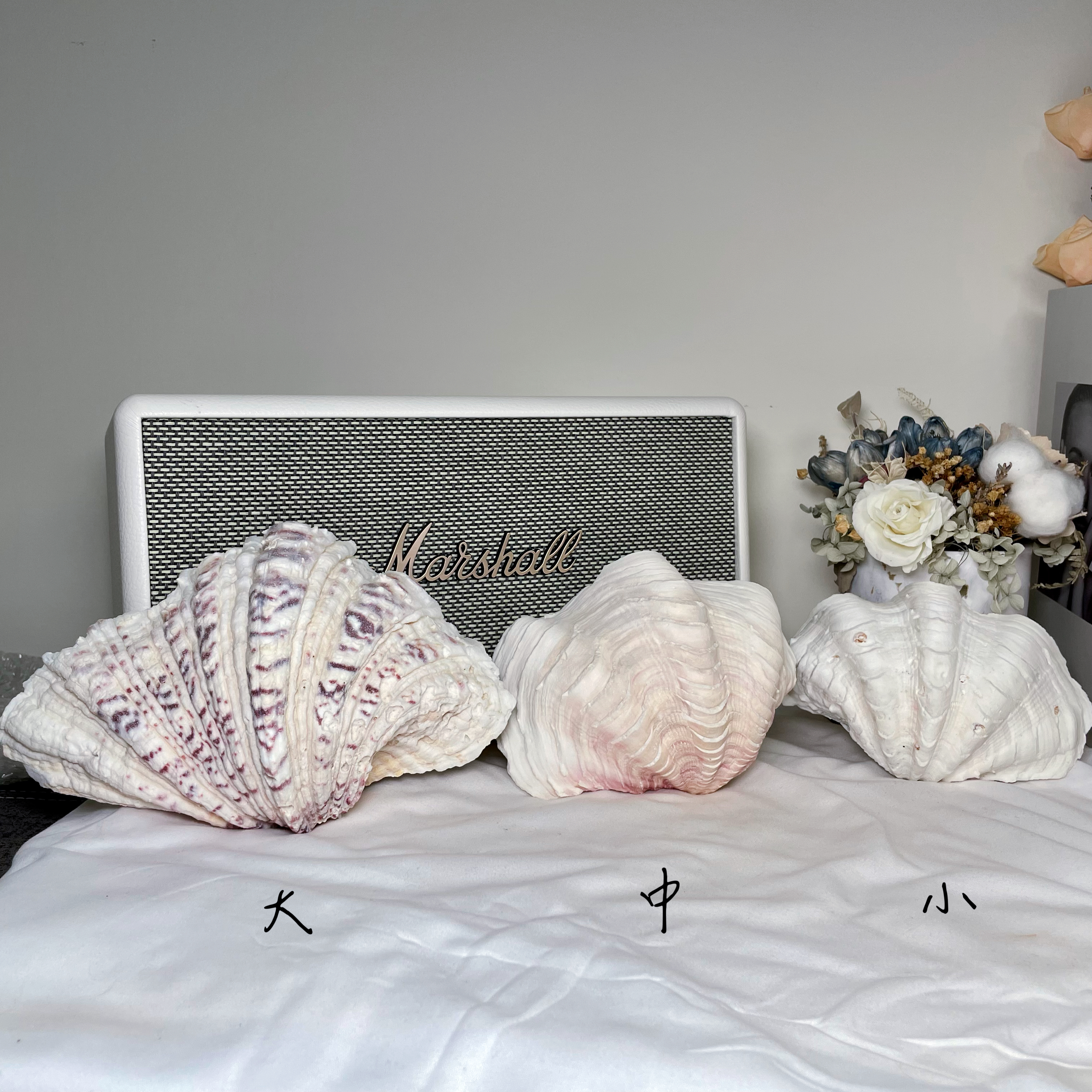 天然硨磲貝殼擺件