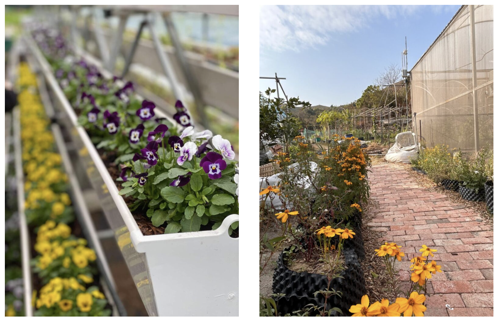 淺土耕作食用花