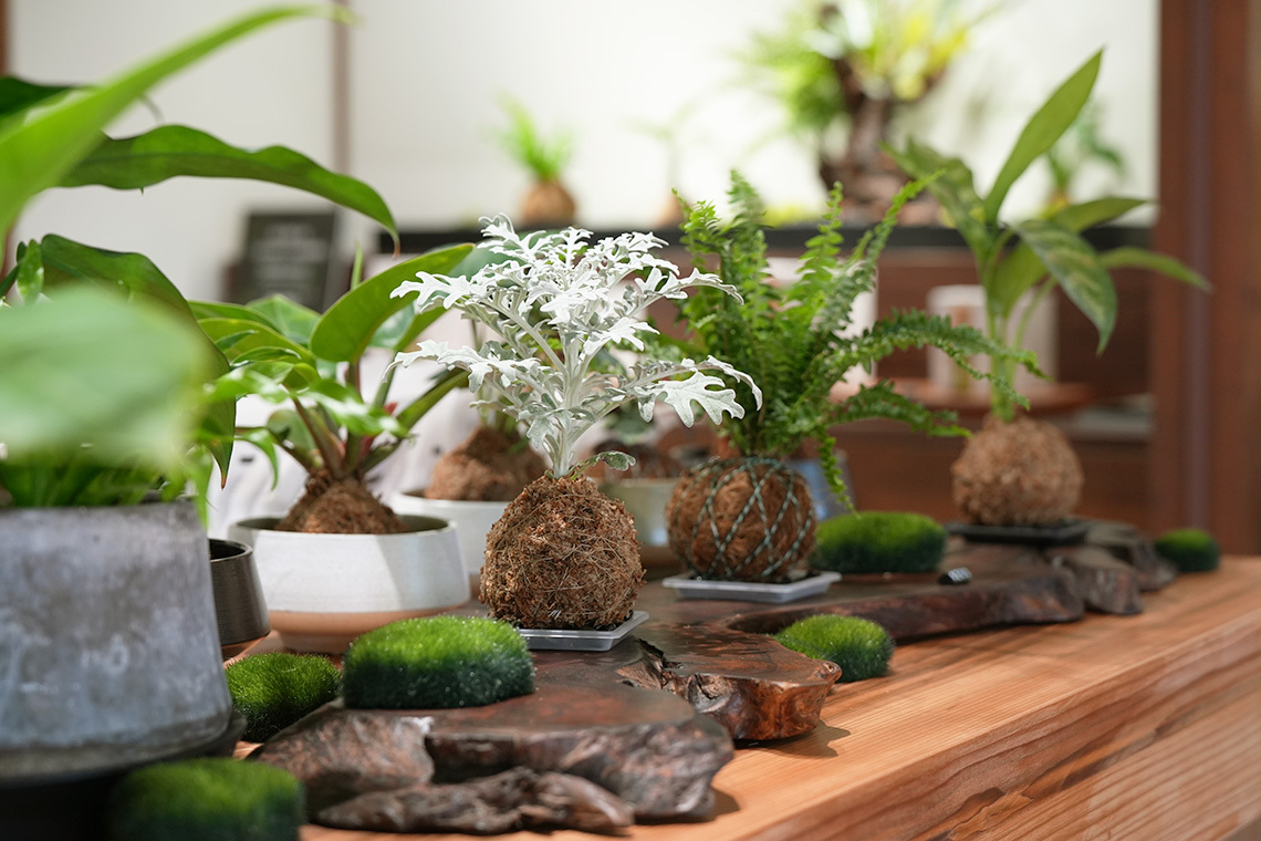 大醫生林水苔球