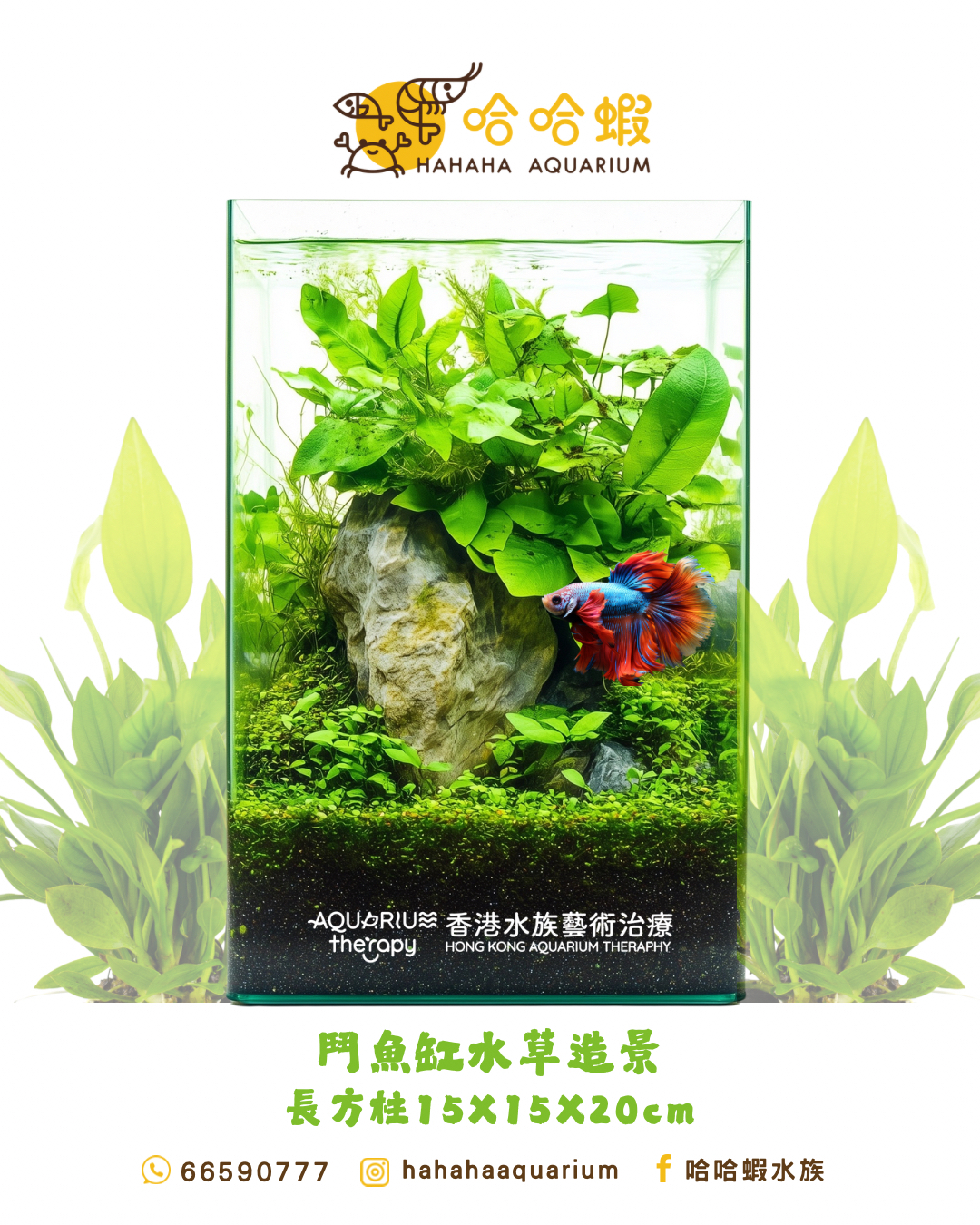 鬥魚迷你水草造景缸 （15x15x20cm）