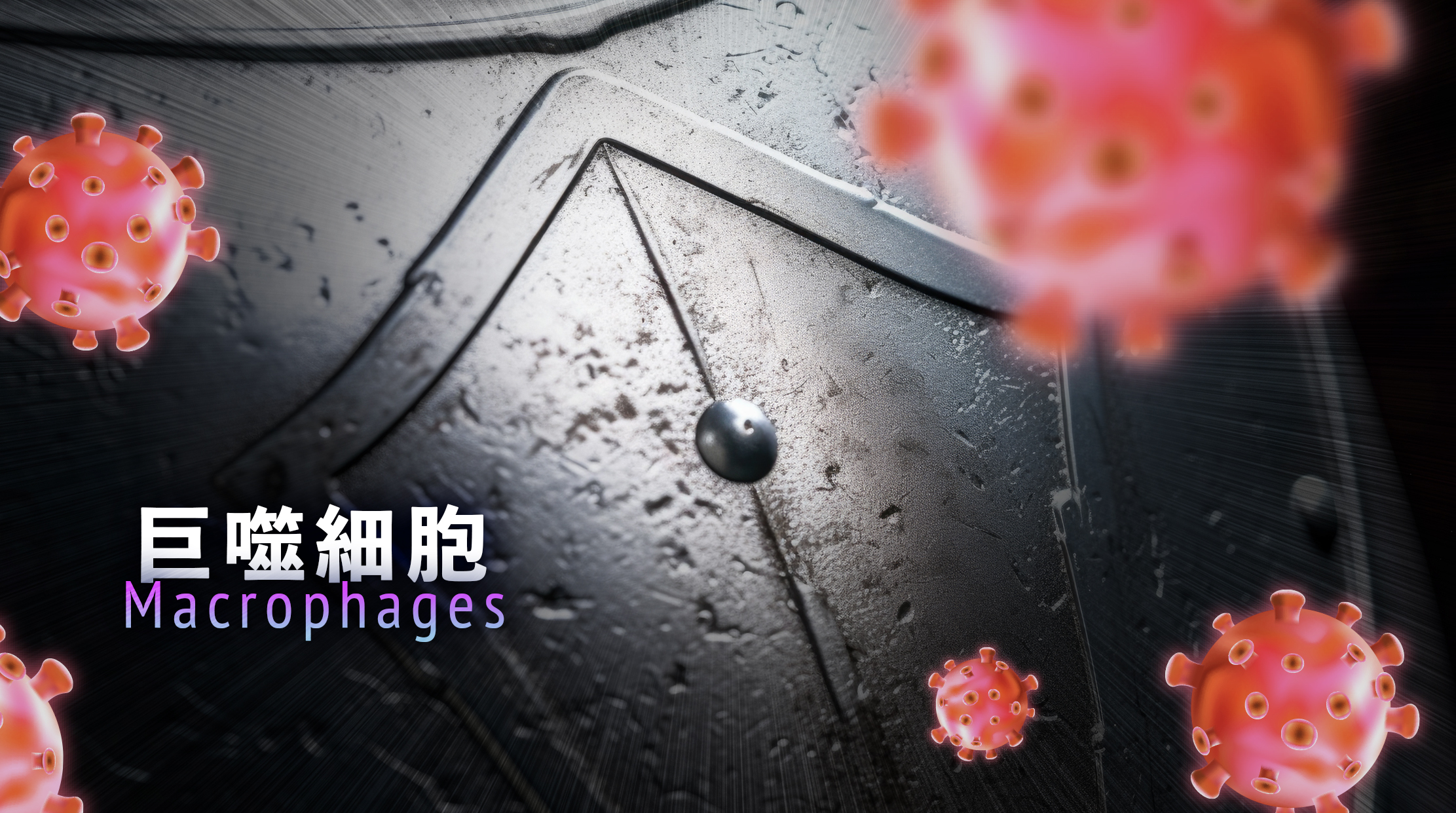 巨噬細胞（Macrophages）——清道夫與防禦戰士