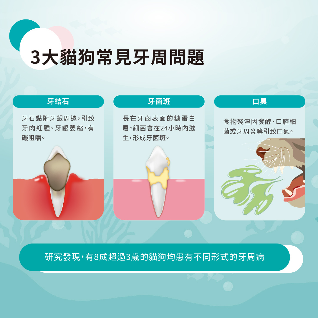 【現貨8折】Papai®巴派｜海藻深層潔牙粉 60g (貓狗適用)