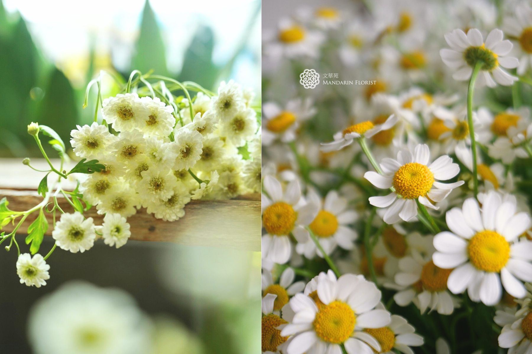 自帶清新活力氣息的洋甘菊，左圖為重瓣洋甘菊