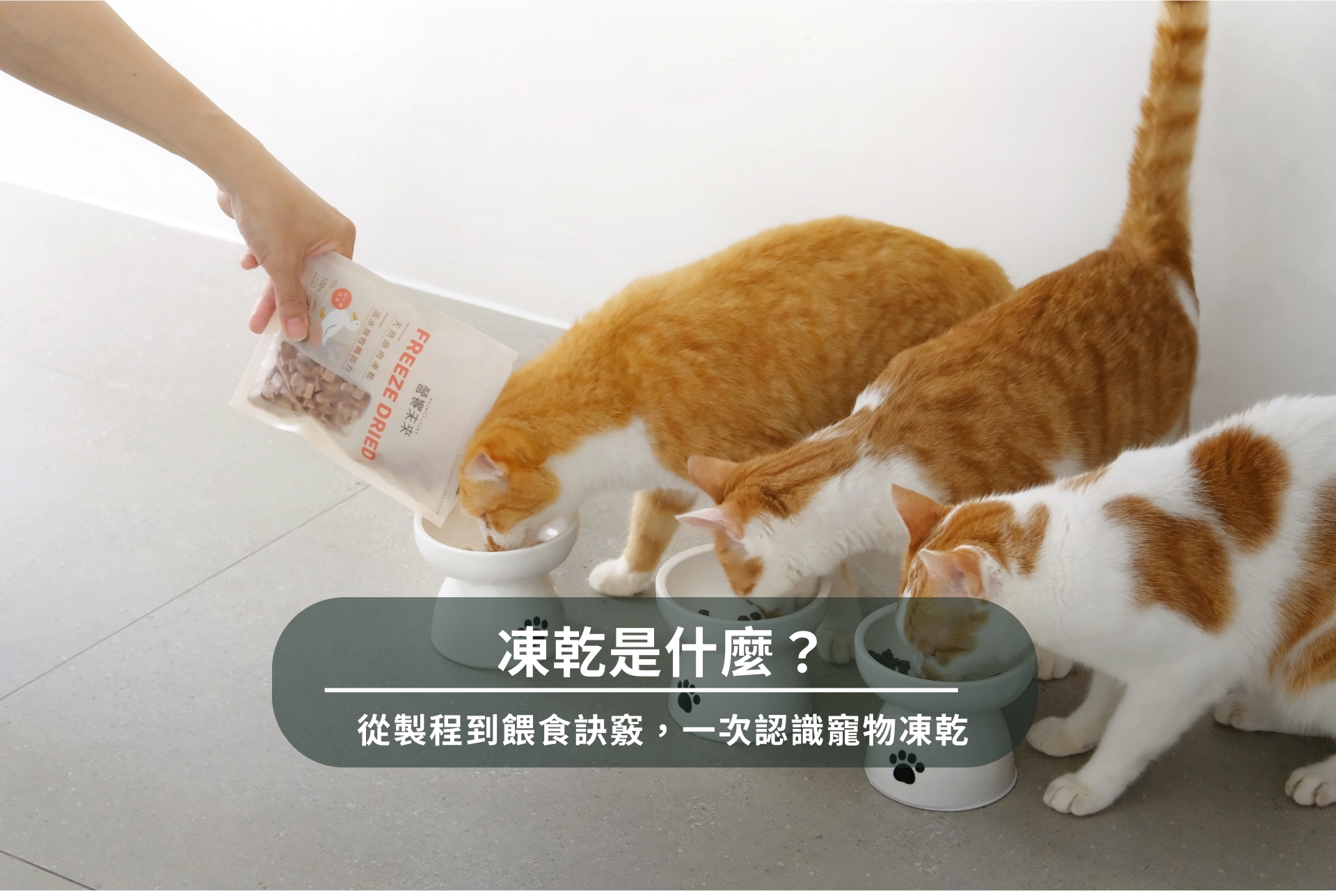 凍乾是什麼？寵物凍乾的餵食技巧