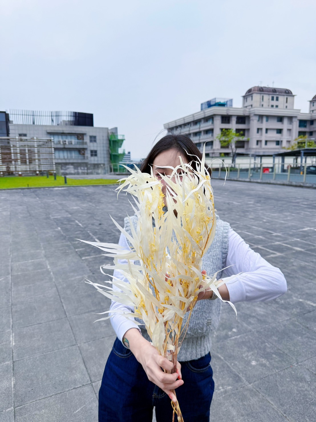 不凋柳葉尤加利