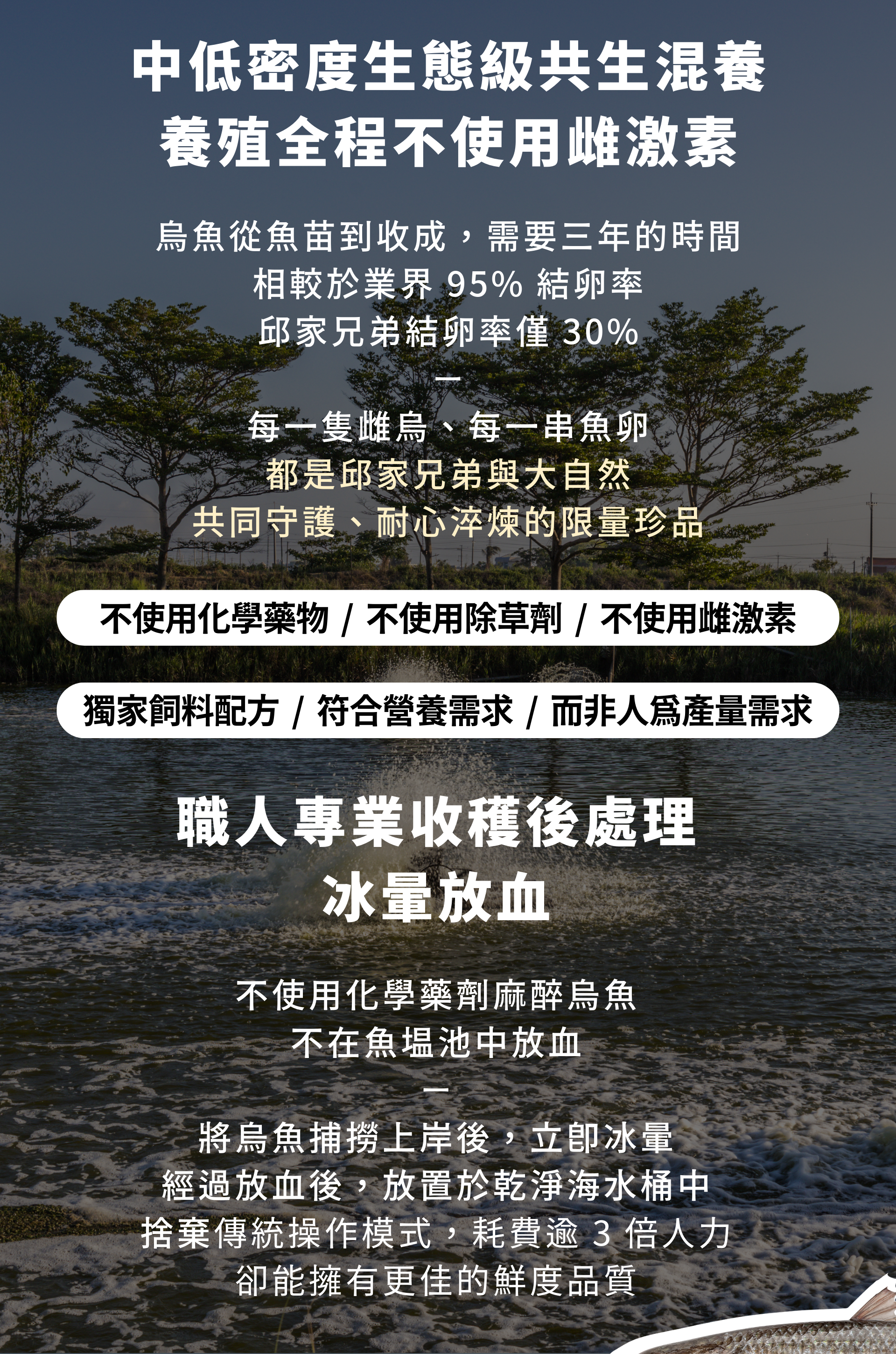 中低密度生態級共生混養 養殖全程不使用雌激素 烏魚從魚苗到收成，需要三年的時間 相較於業界 95% 結卵率 邱家兄弟結卵率僅 30% 每一隻雌烏、每一串魚卵 都是邱家兄弟與大自然 共同守護、耐心淬煉的限量珍品 職人專業收穫後處理－冰暈放血 不使用化學藥劑麻醉烏魚 不在魚塭池中放血 將烏魚捕撈上岸後，立即冰暈 經過放血後，放置於乾淨海水桶中 捨棄傳統操作模式，耗費逾 3 倍人力 卻能擁有更佳的鮮度品質 