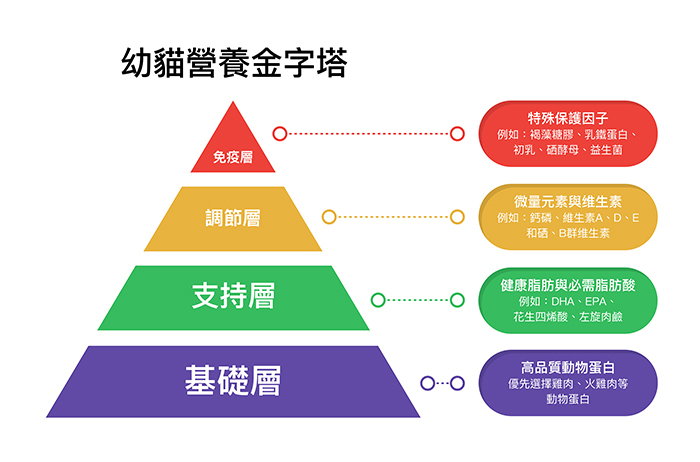 幼貓營養金字塔完整圖解，從底層高品質動物蛋白、健康脂肪與必需脂肪酸、微量元素與維生素到頂層免疫營養素，幼貓全面營養需求一目了然。