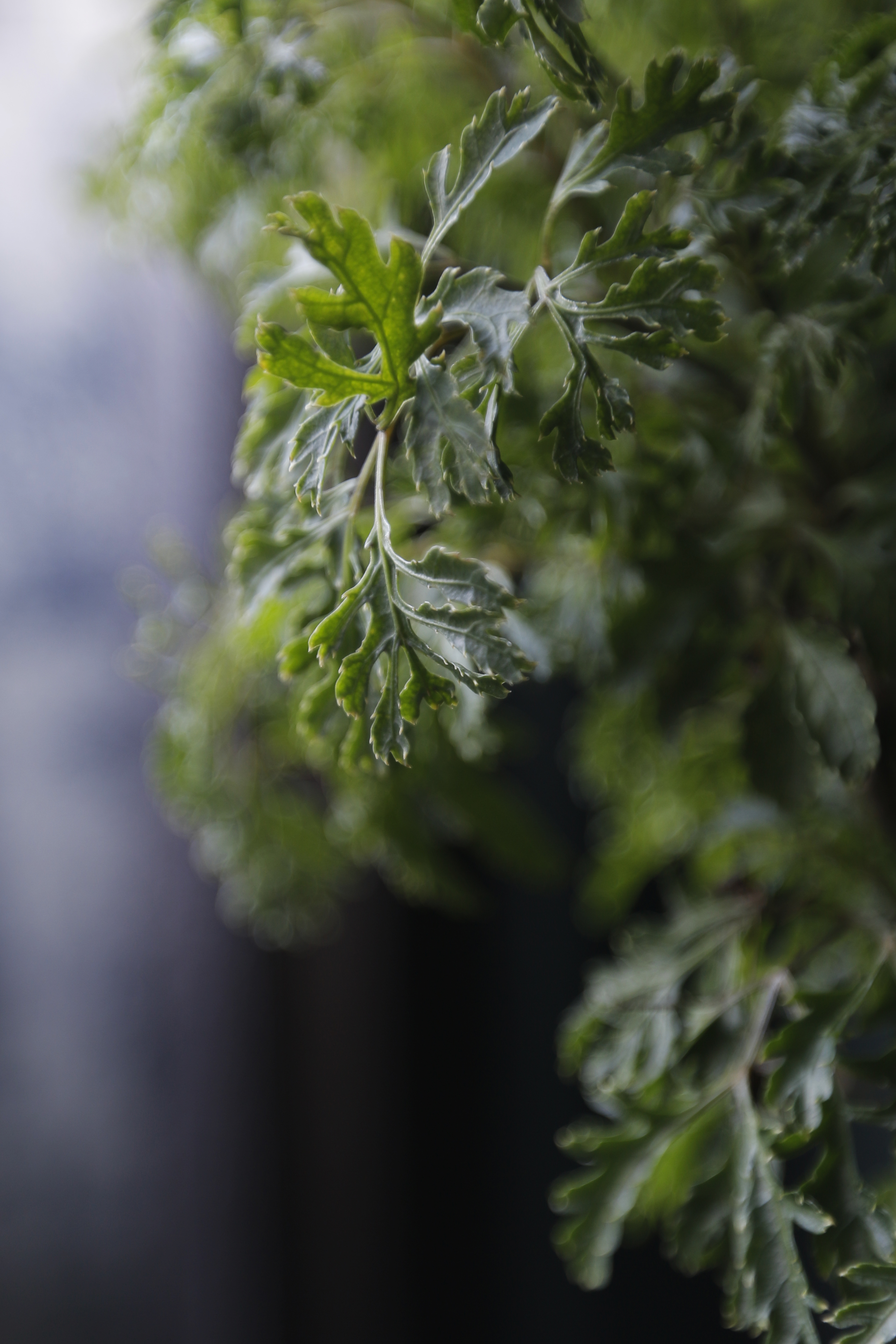 富貴樹 Guilfoyle polyscias｜義大利陶盆 Deroma