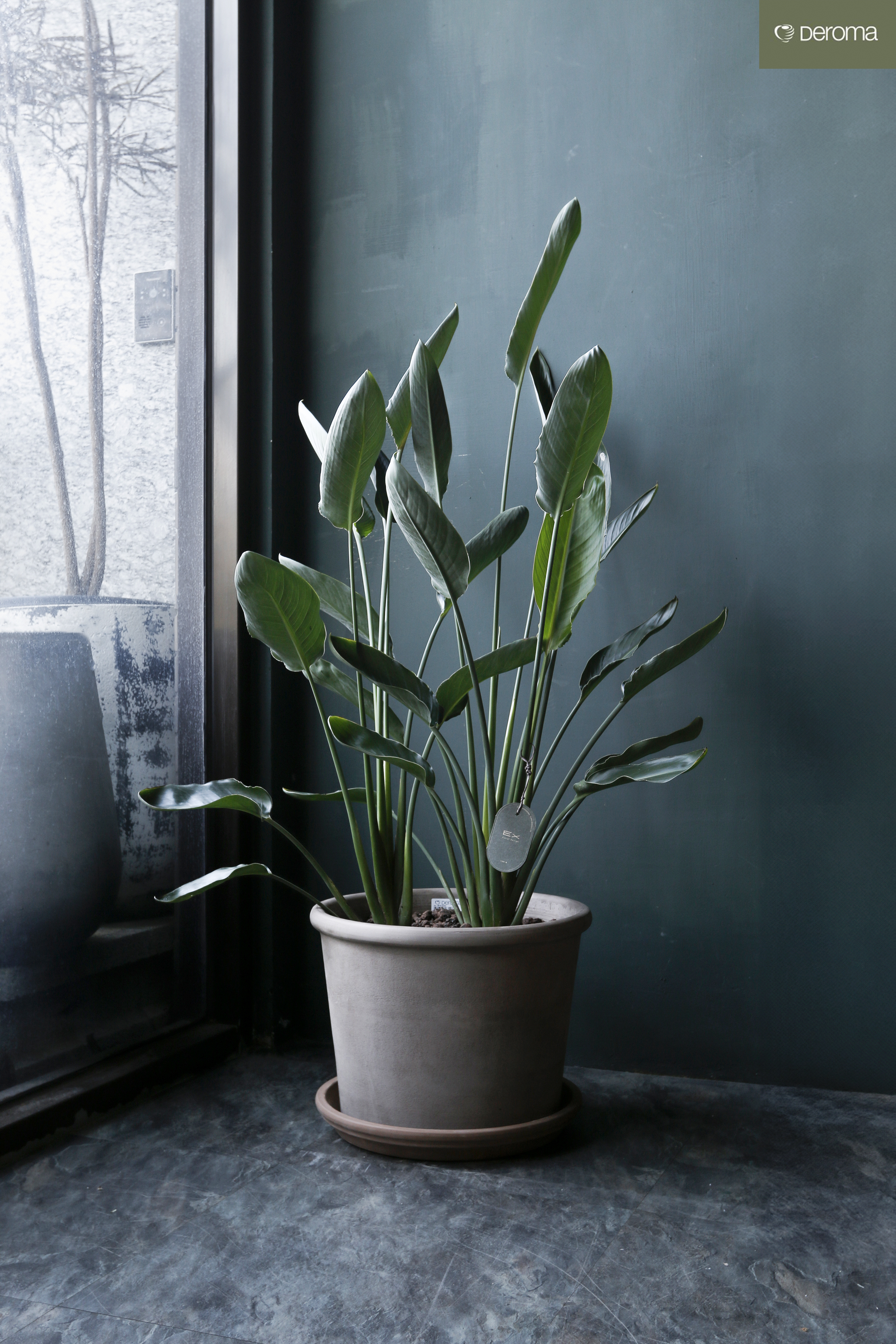 細葉天堂鳥〈I〉Strelitzia reginae｜義大利陶盆 Deroma