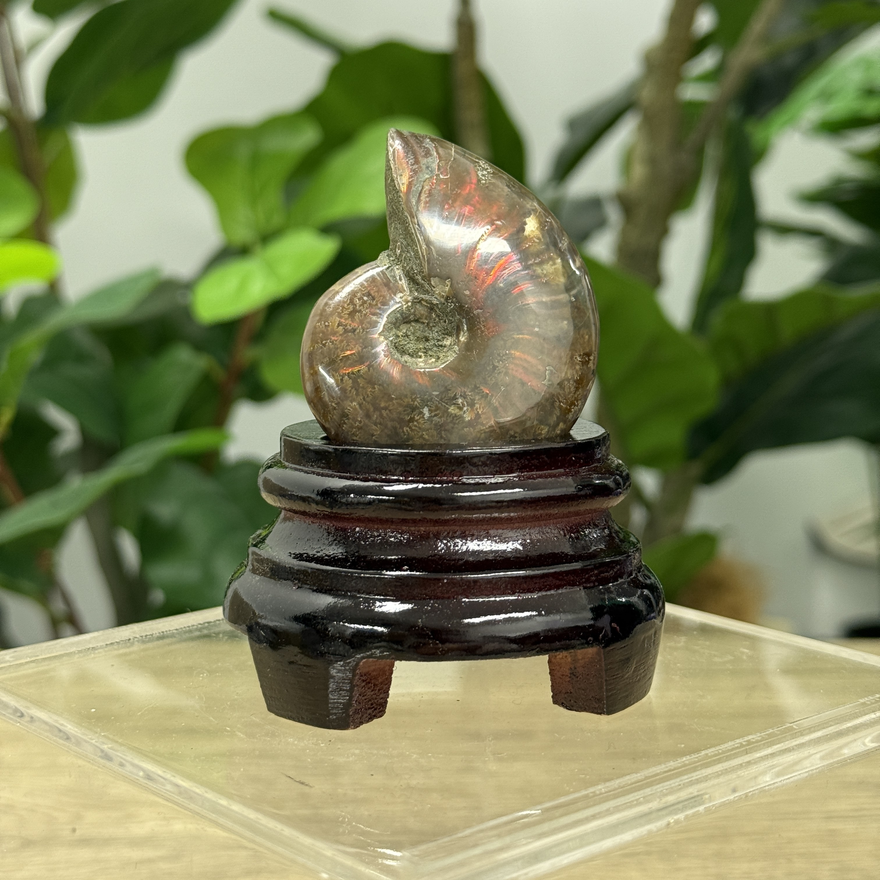 斑彩螺化石 AN1609