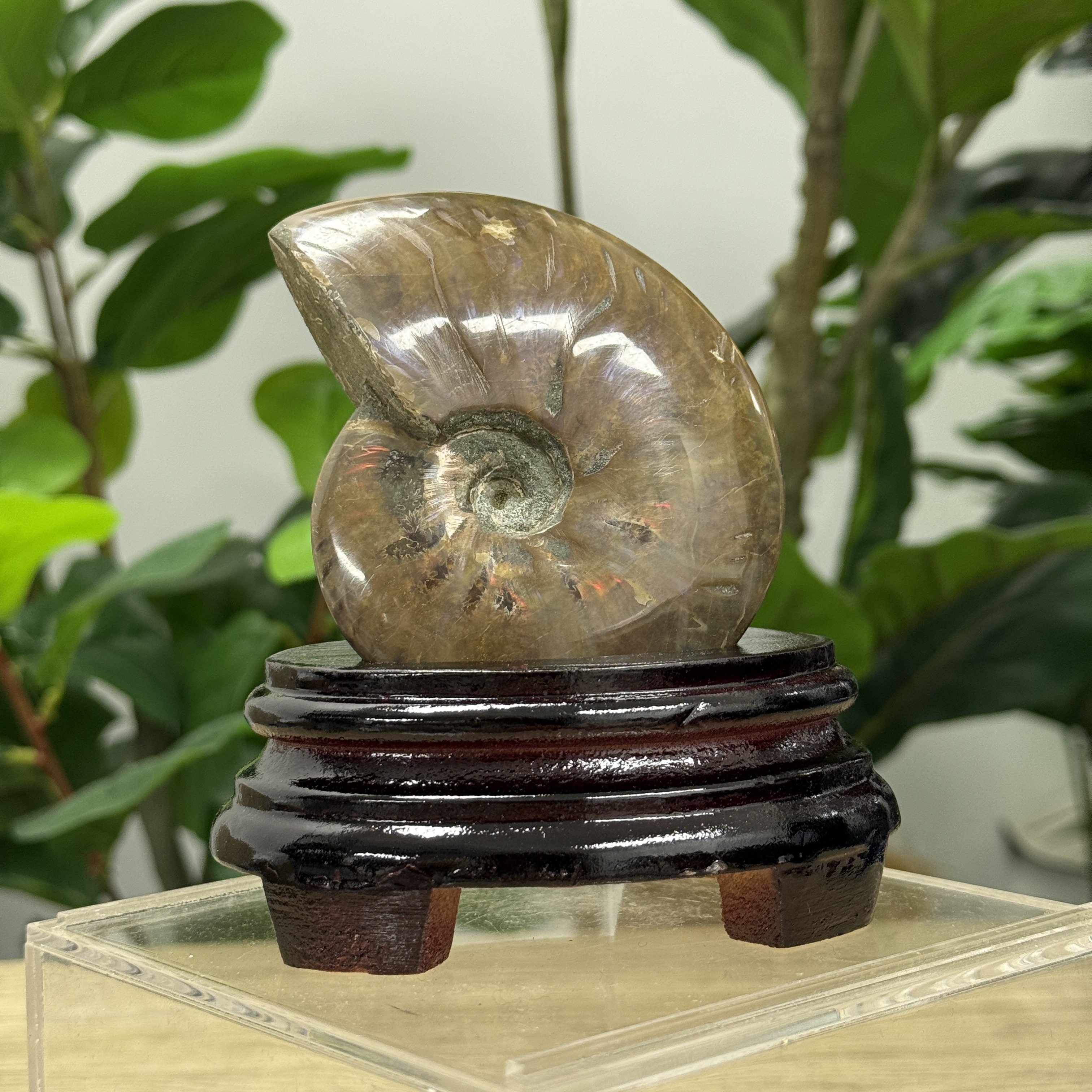 斑彩螺化石 AN1604