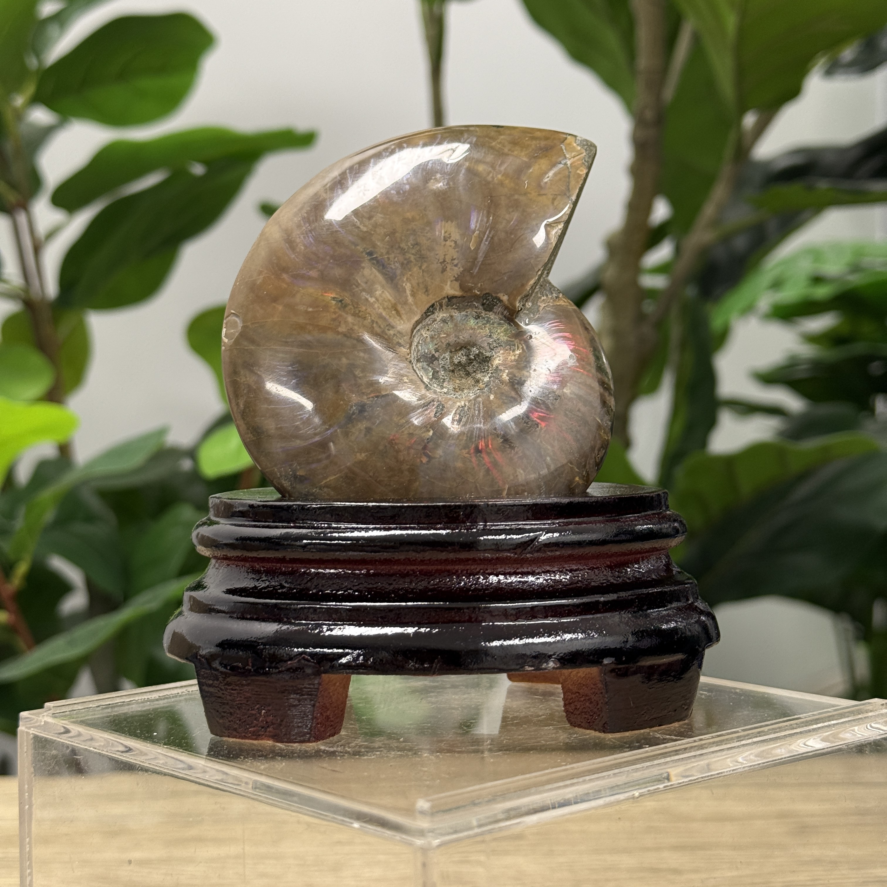 斑彩螺化石 AN1604