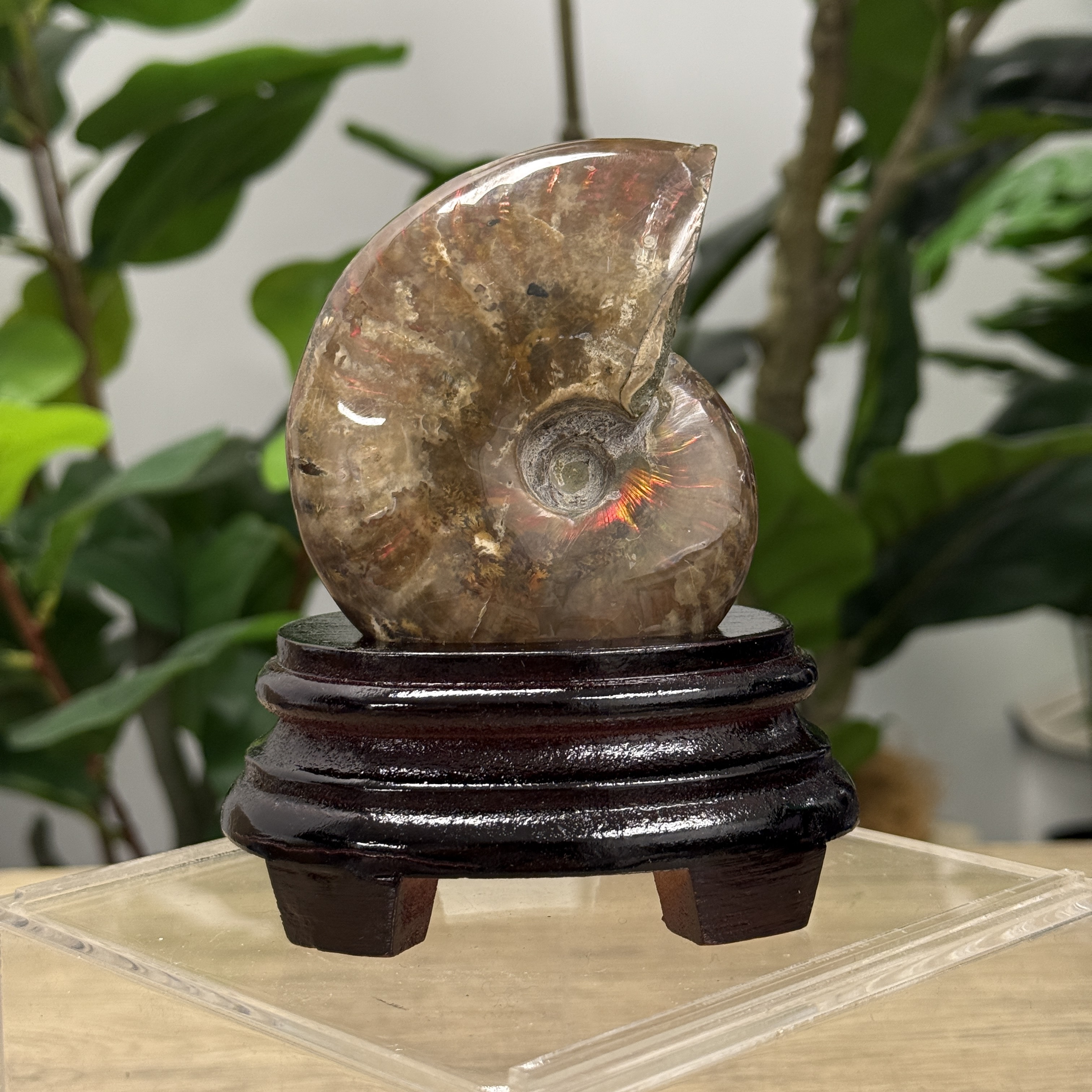 斑彩螺化石 AN1601