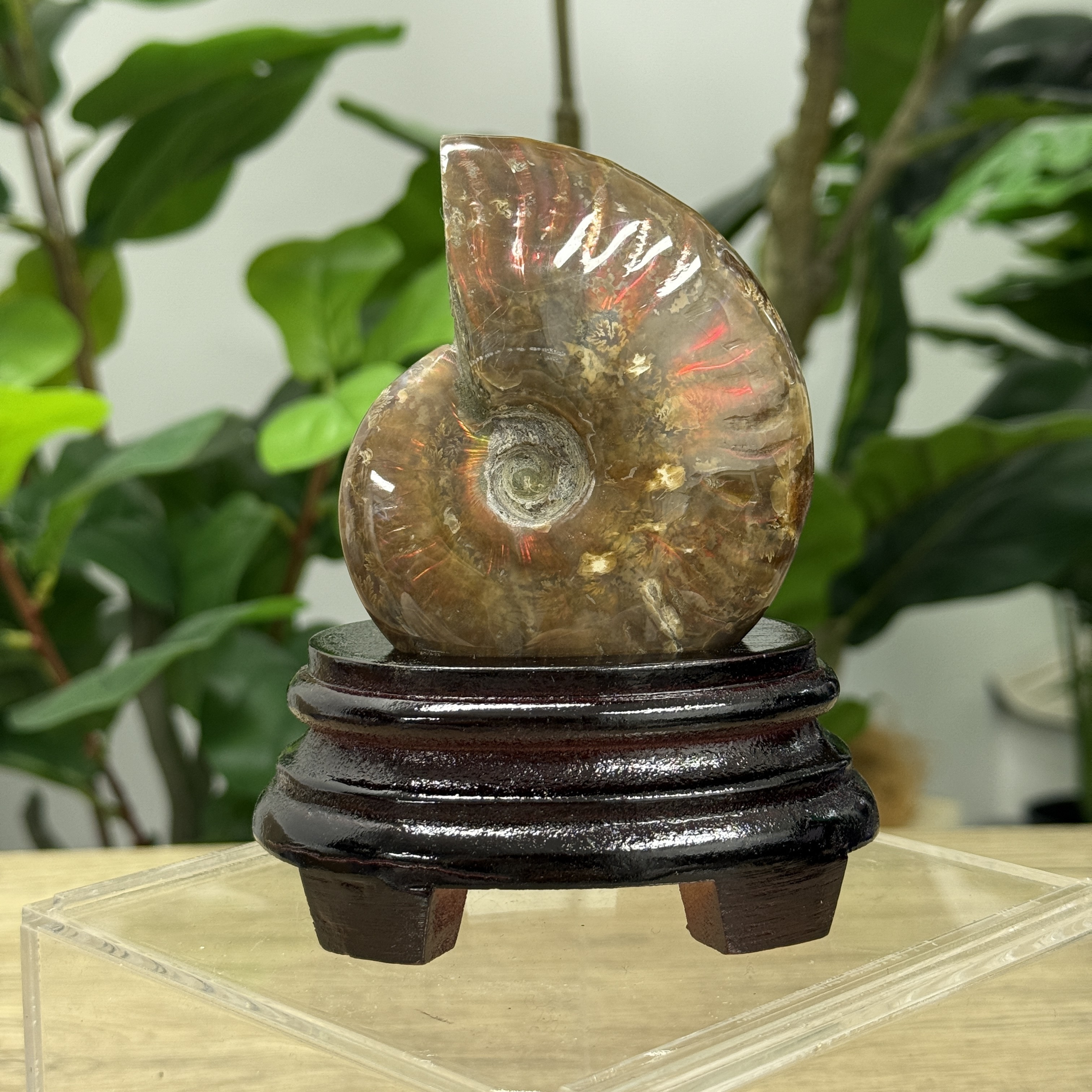 斑彩螺化石 AN1601