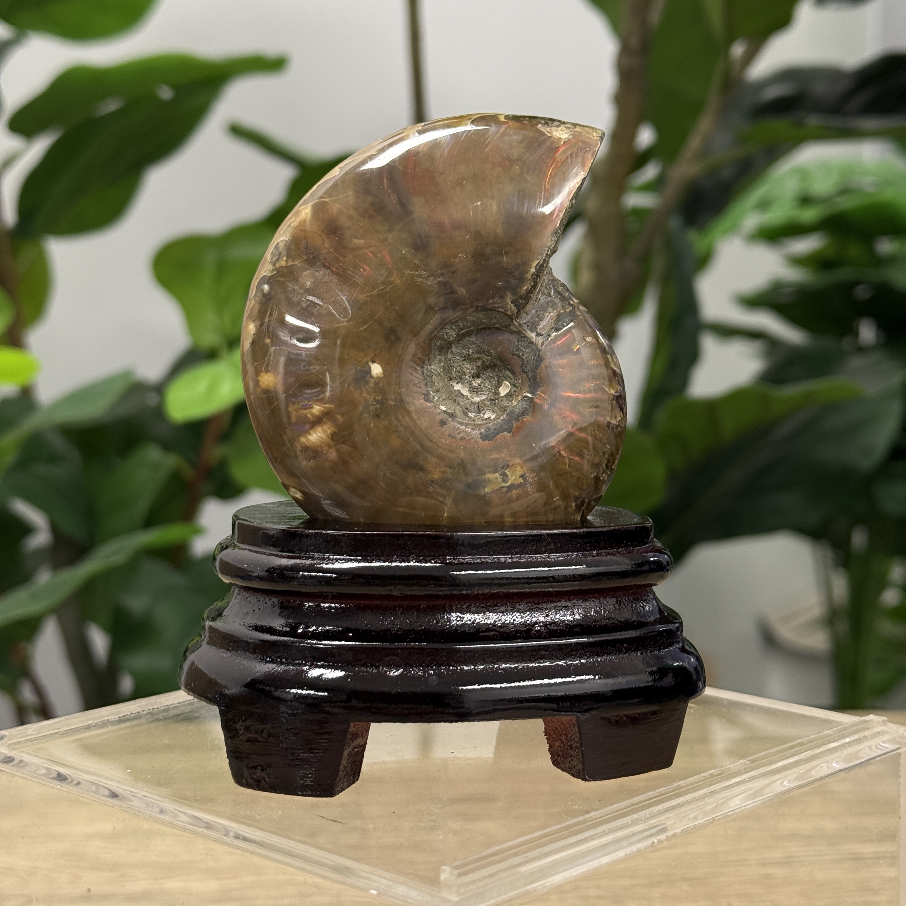 斑彩螺化石 AN1594