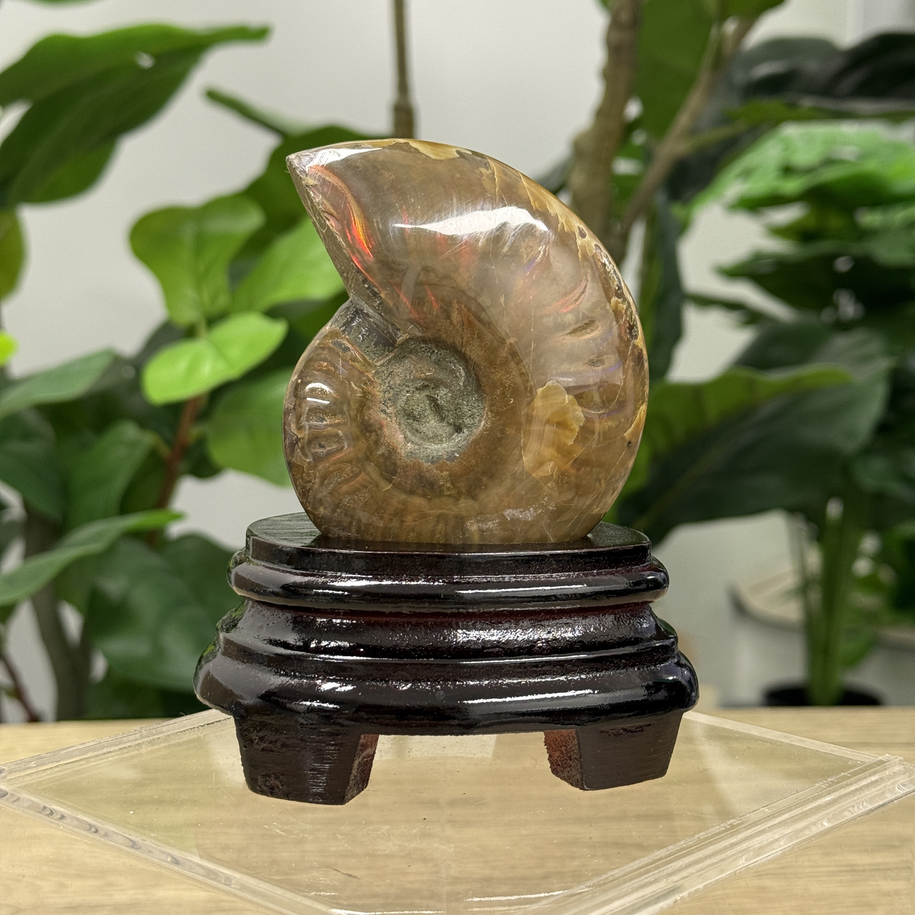 斑彩螺化石 AN1594