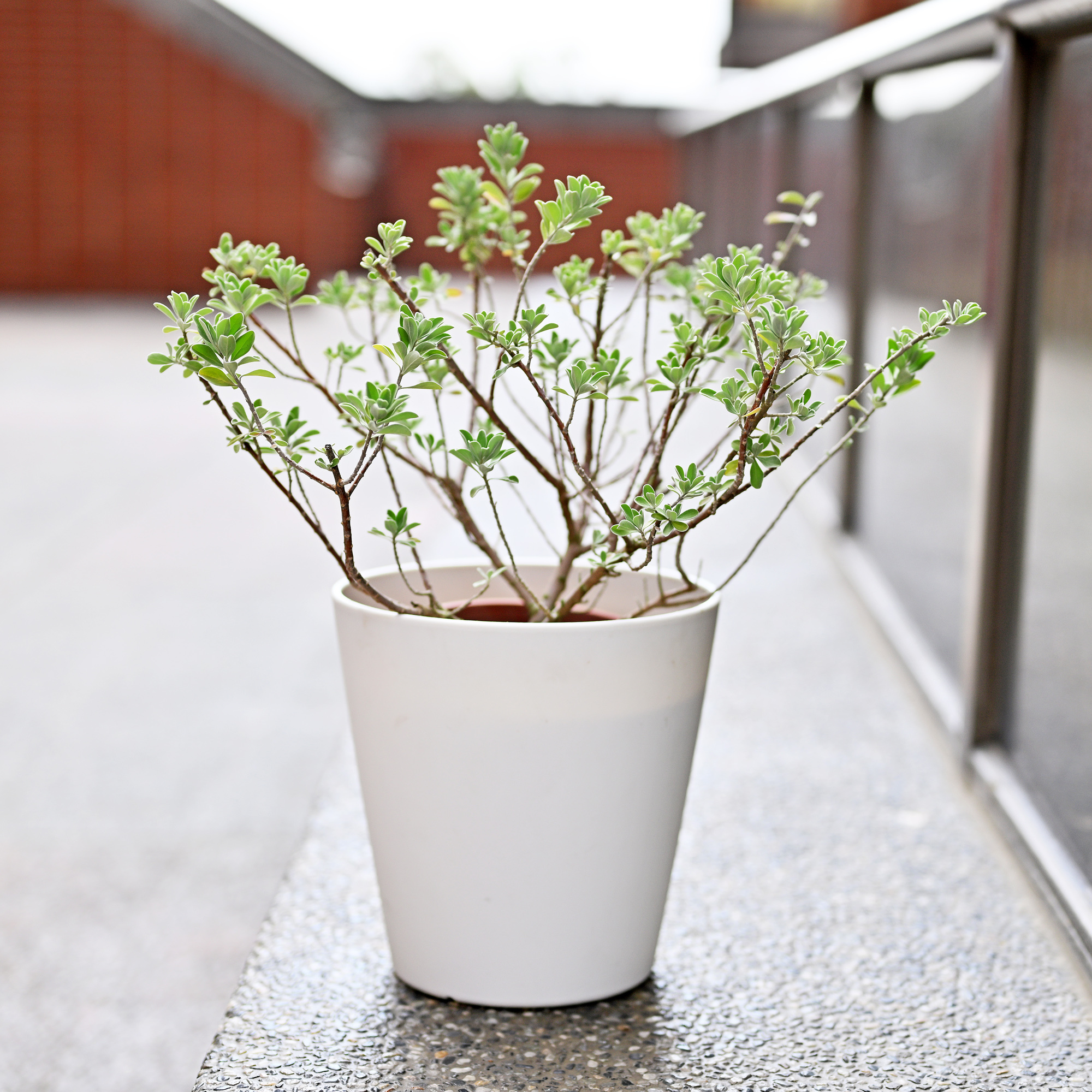 天然木 花台 玉杢 瘤 敷板 飾台 煎茶台 盆栽台
