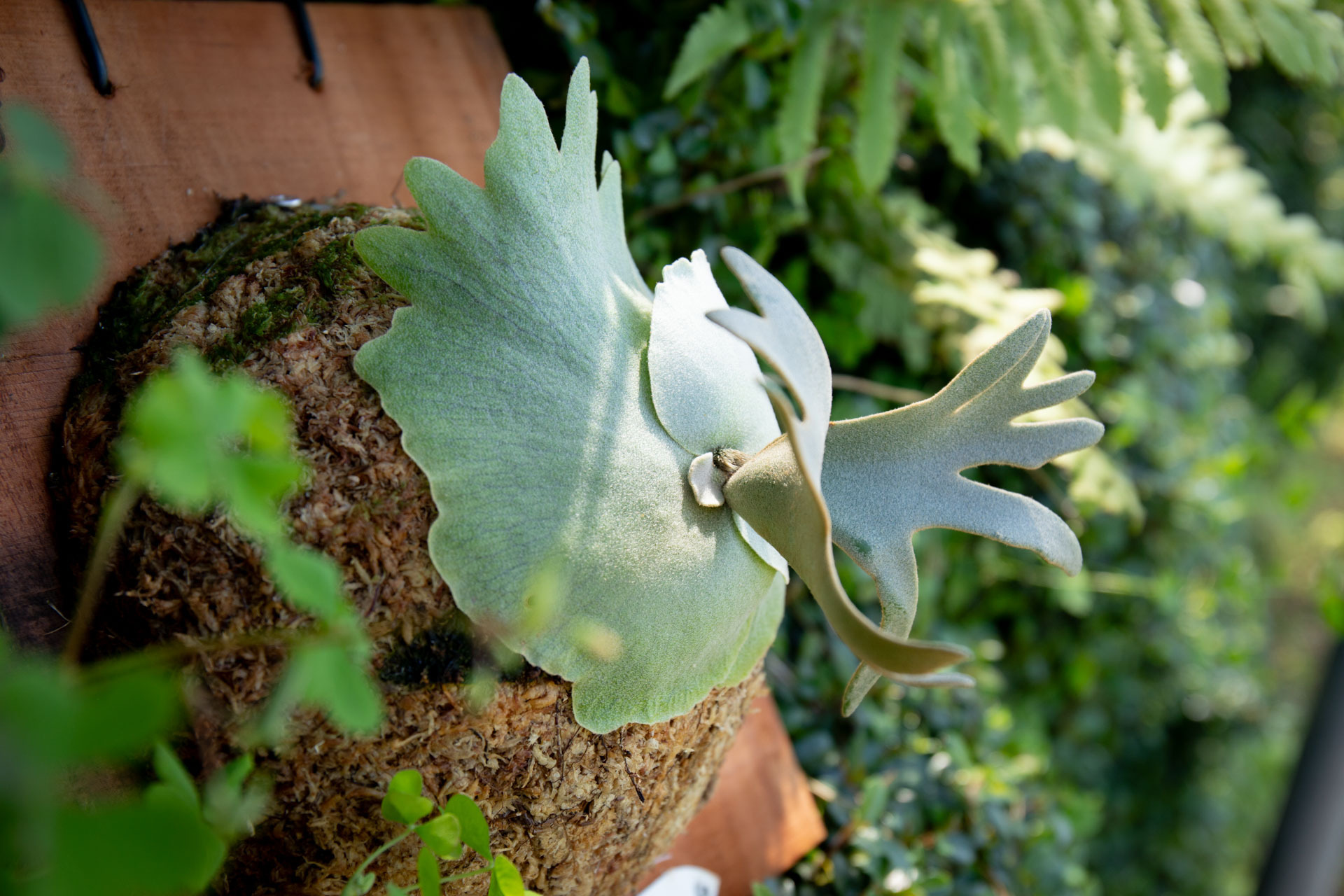 P.willinckii OMG 正側芽
