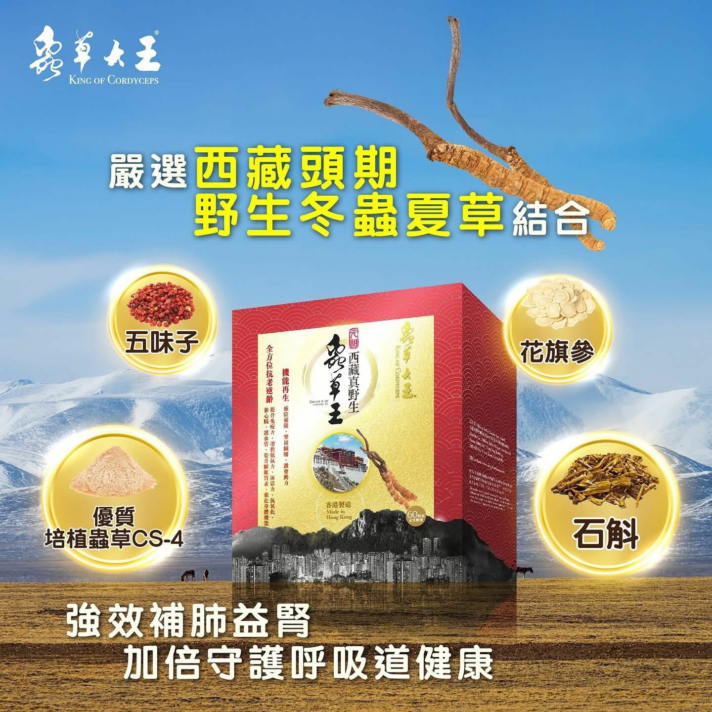蟲草大王 元祖西藏真野生蟲草王 （1盒60粒）[#SQ24112505]