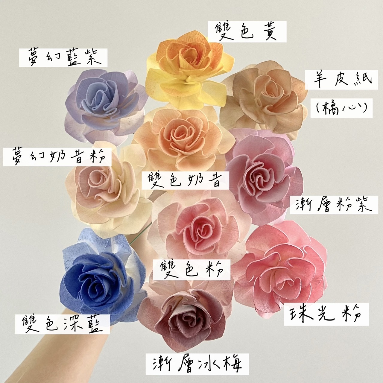 泰國索拉花 山茶花 6CM <十支一把> (高品質)