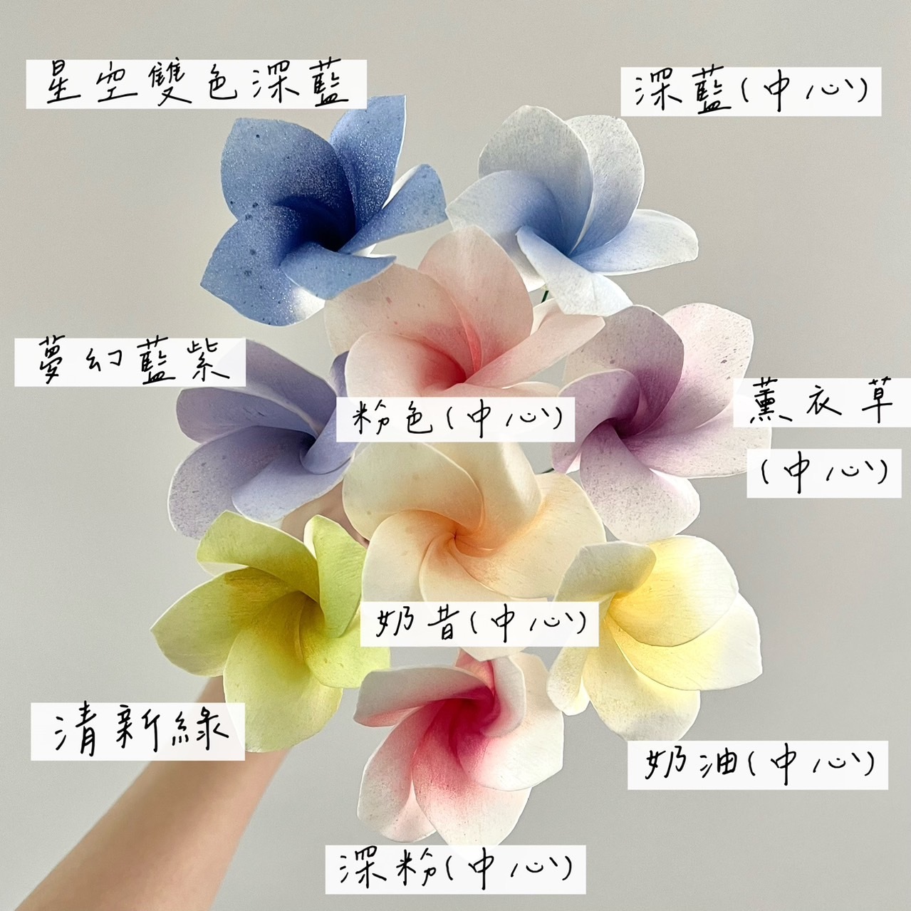 泰國索拉花 雞蛋花 6CM <十支一把> (高品質)