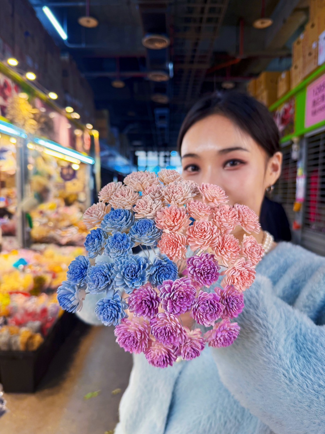 乾燥迷你雲南菊索拉