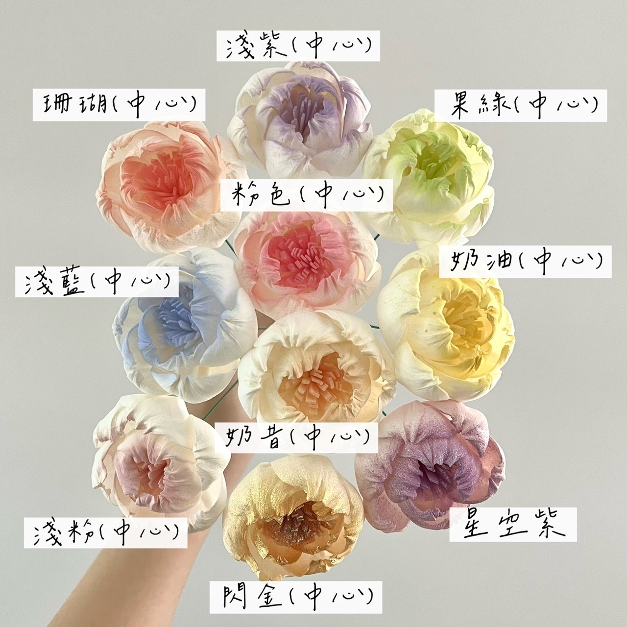 泰國索拉花 牡丹白心(新款) 5CM <十支一把> (高品質)