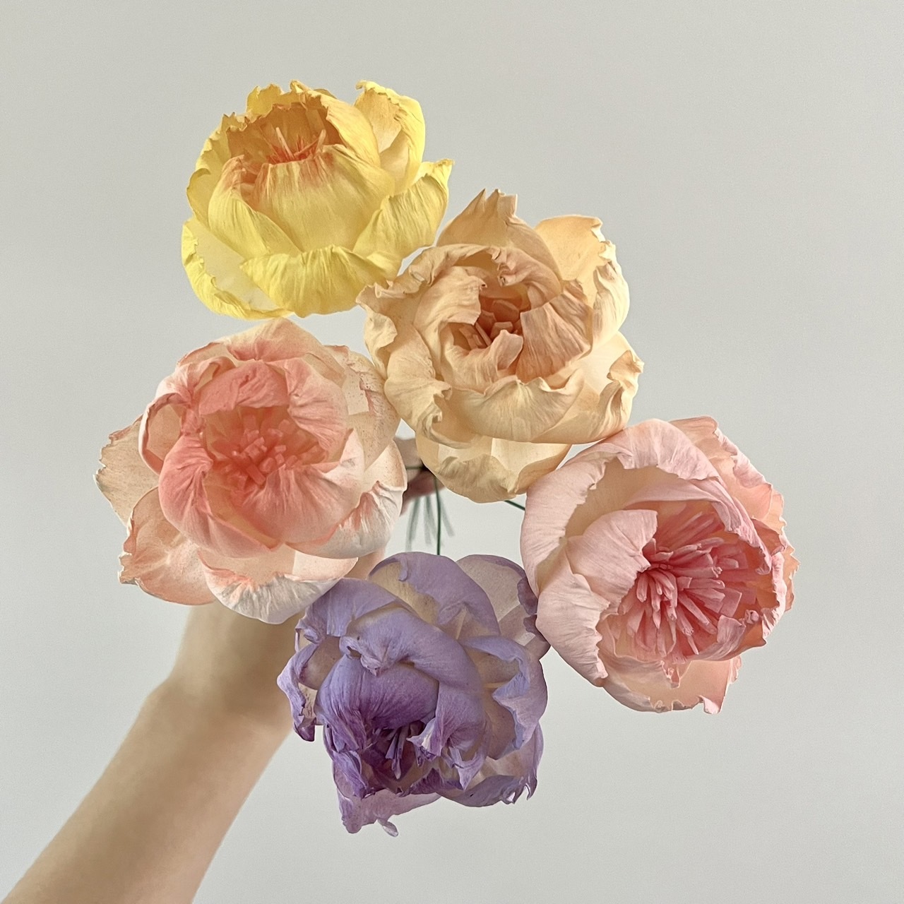 泰國索拉花 半開牡丹(白心)  6CM <十支一把> (高品質)