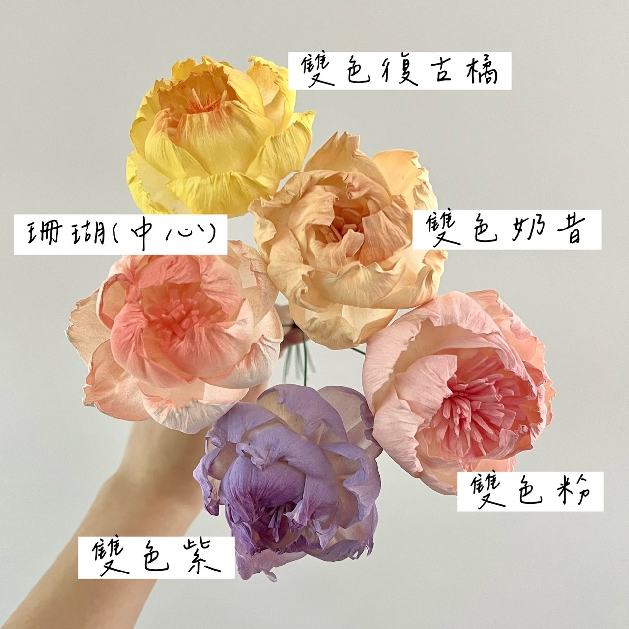 泰國索拉花 半開牡丹(白心)  6CM <十支一把> (高品質)