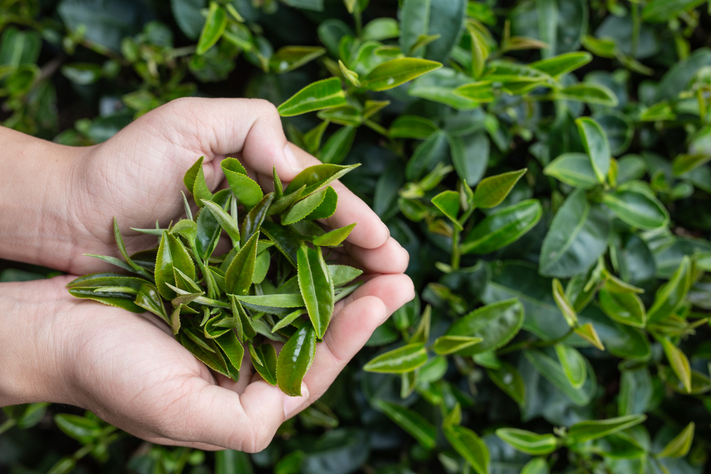 大吉嶺茶葉示意