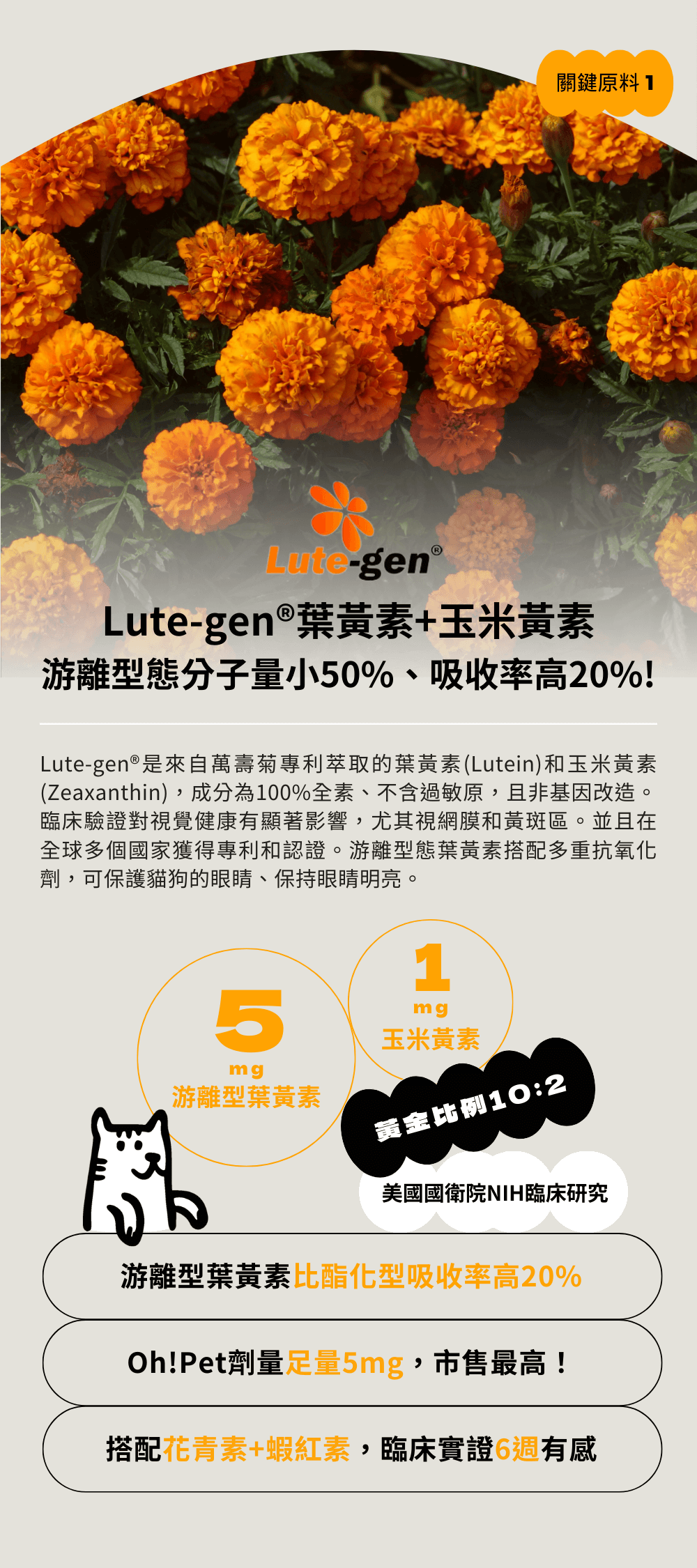 葉黃素關鍵成分一