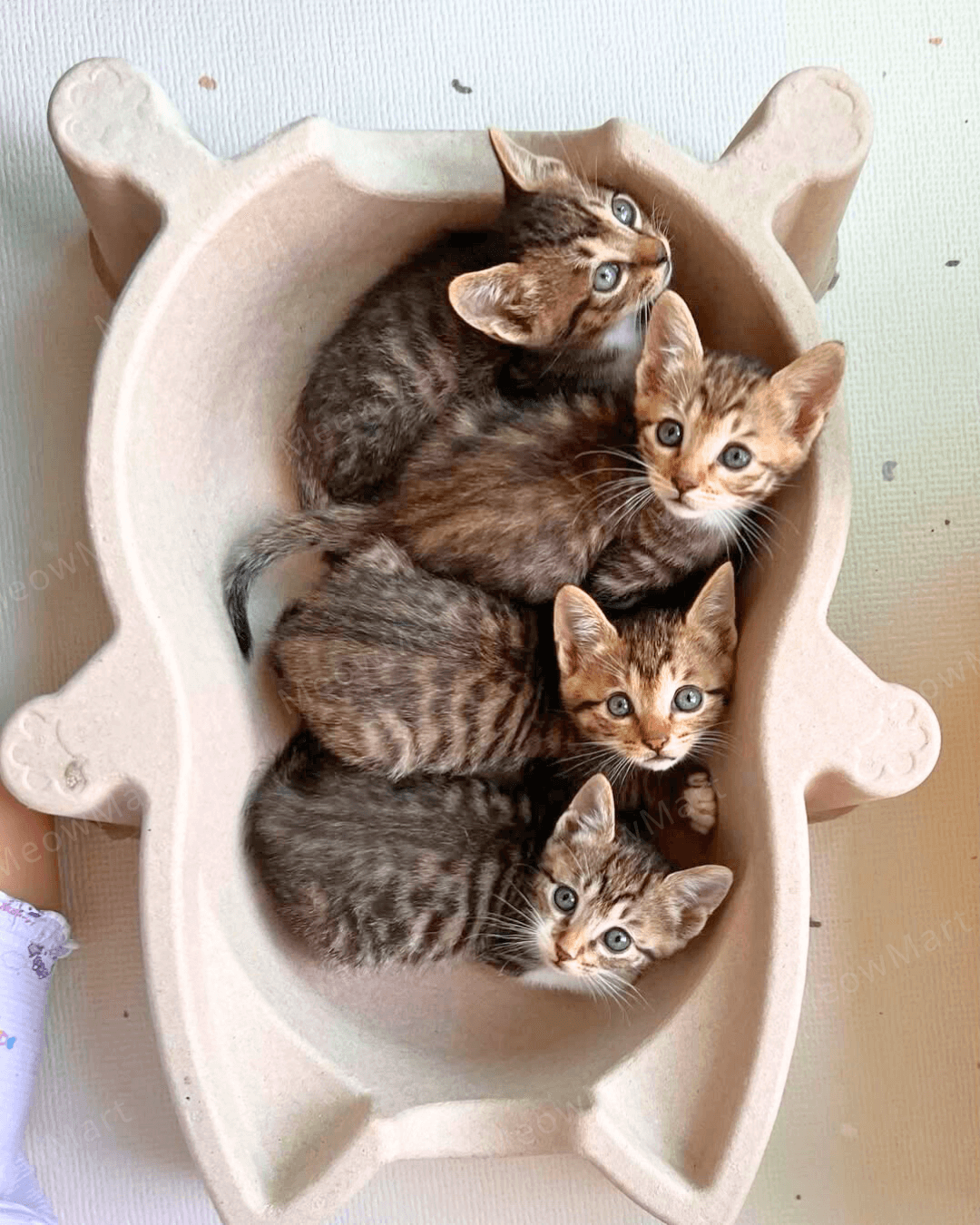 CATBANG 天然紙漿貓窩