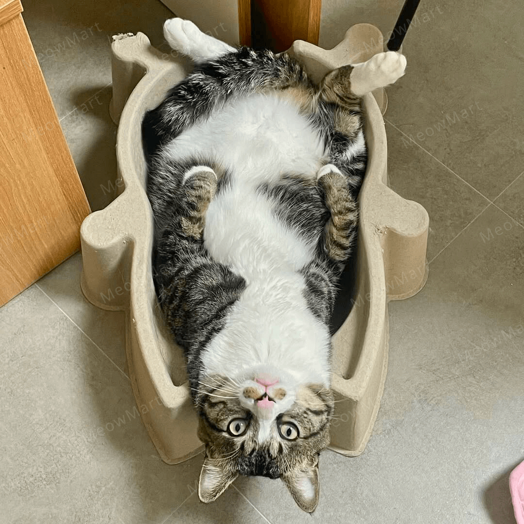 catbang 紙漿貓窩