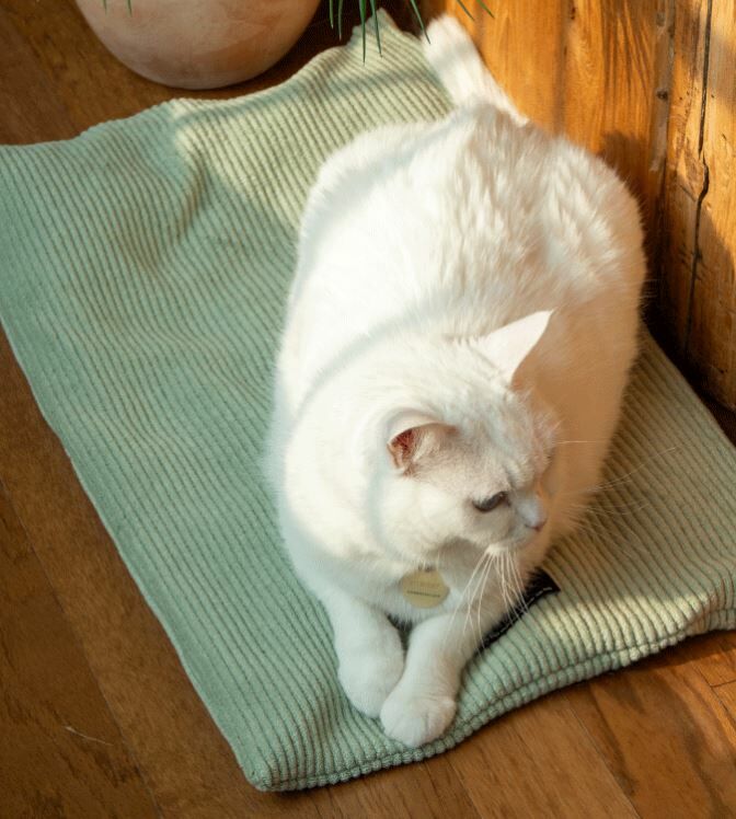 ggh ♥︎ EQL．嫩芽綠系列┃珪藻土踏踏墊