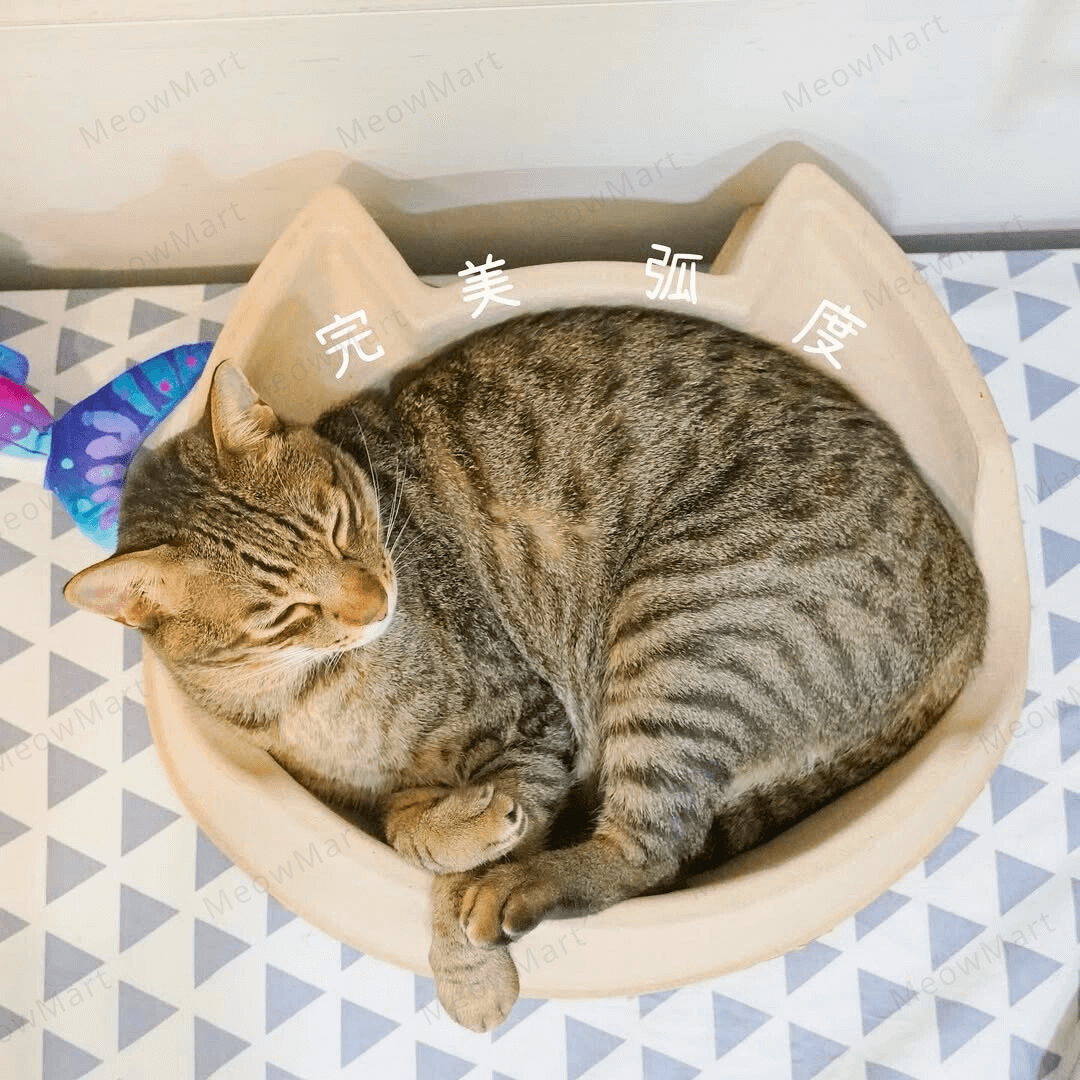 cat bang 紙漿貓窩 (貓頭款)