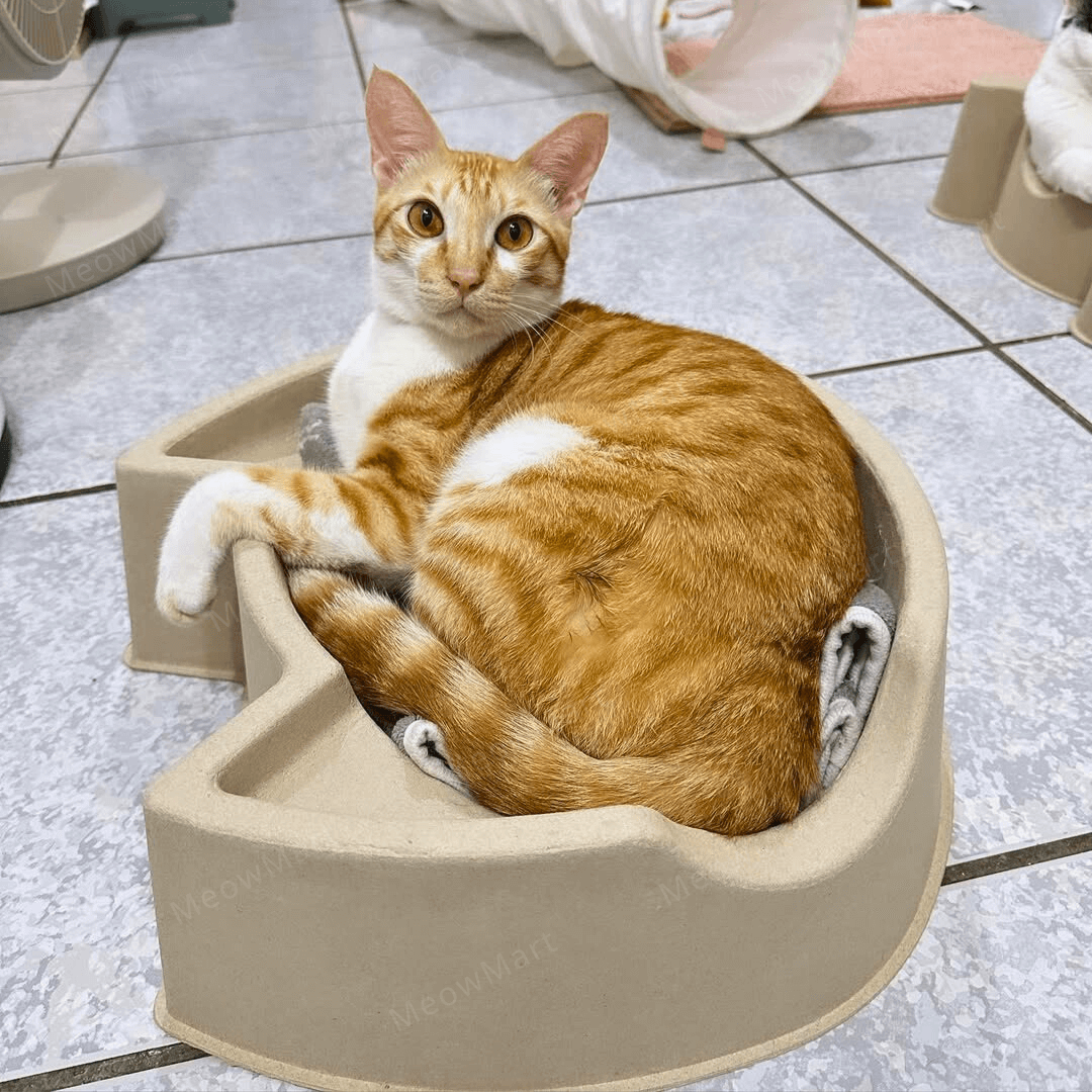 cat bang 紙漿貓窩 (貓頭款)