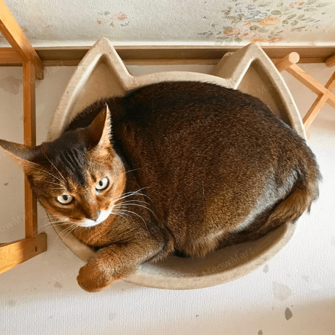 cat bang 紙漿貓窩 (貓頭款)