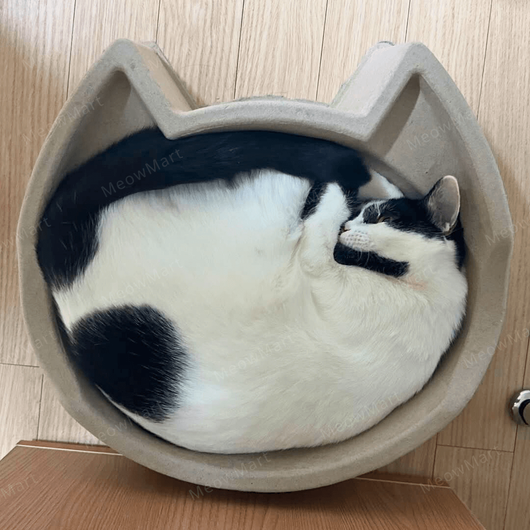 cat bang 紙漿貓窩 (貓頭款)