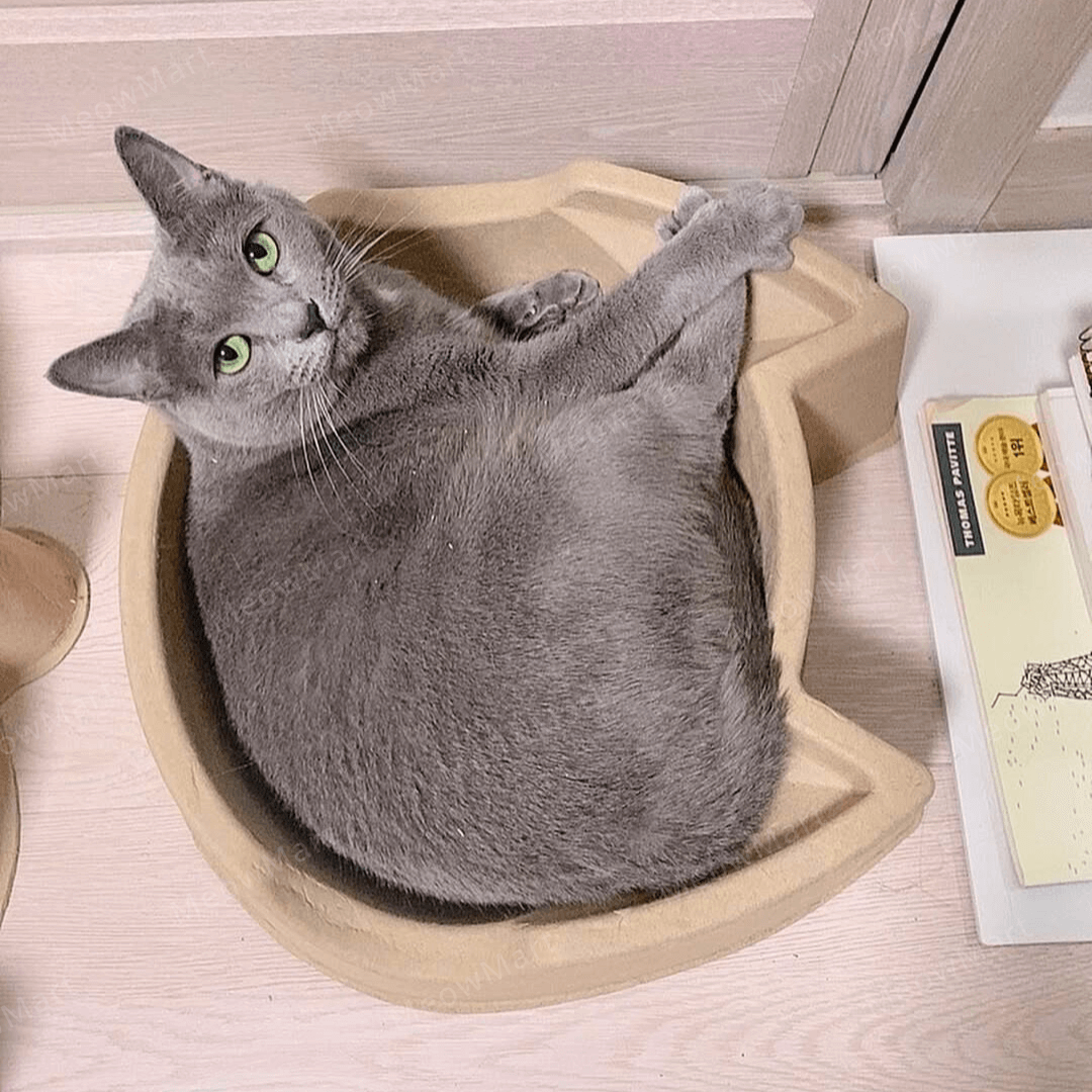 cat bang 紙漿貓窩 (貓頭款)