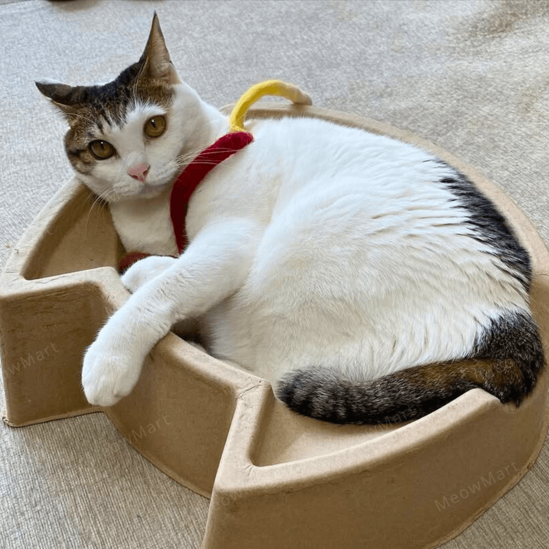cat bang 紙漿貓窩 (貓頭款)