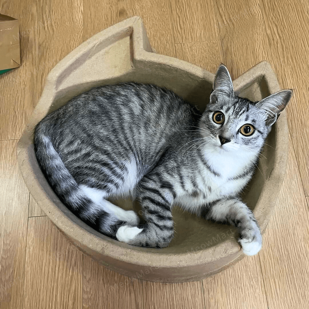 cat bang 紙漿貓窩 (貓頭款)