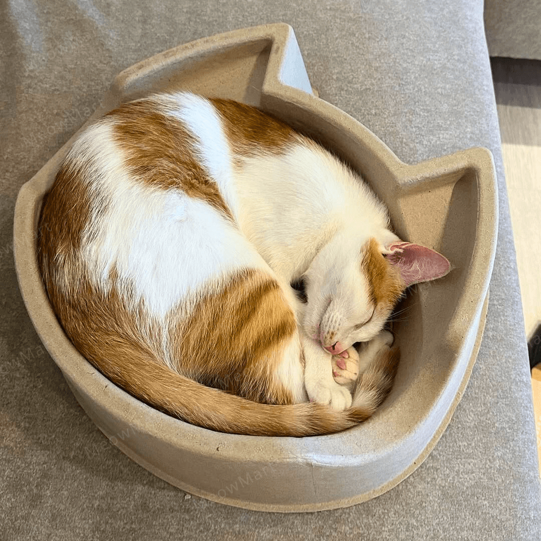 cat bang 紙漿貓窩 (貓頭款)