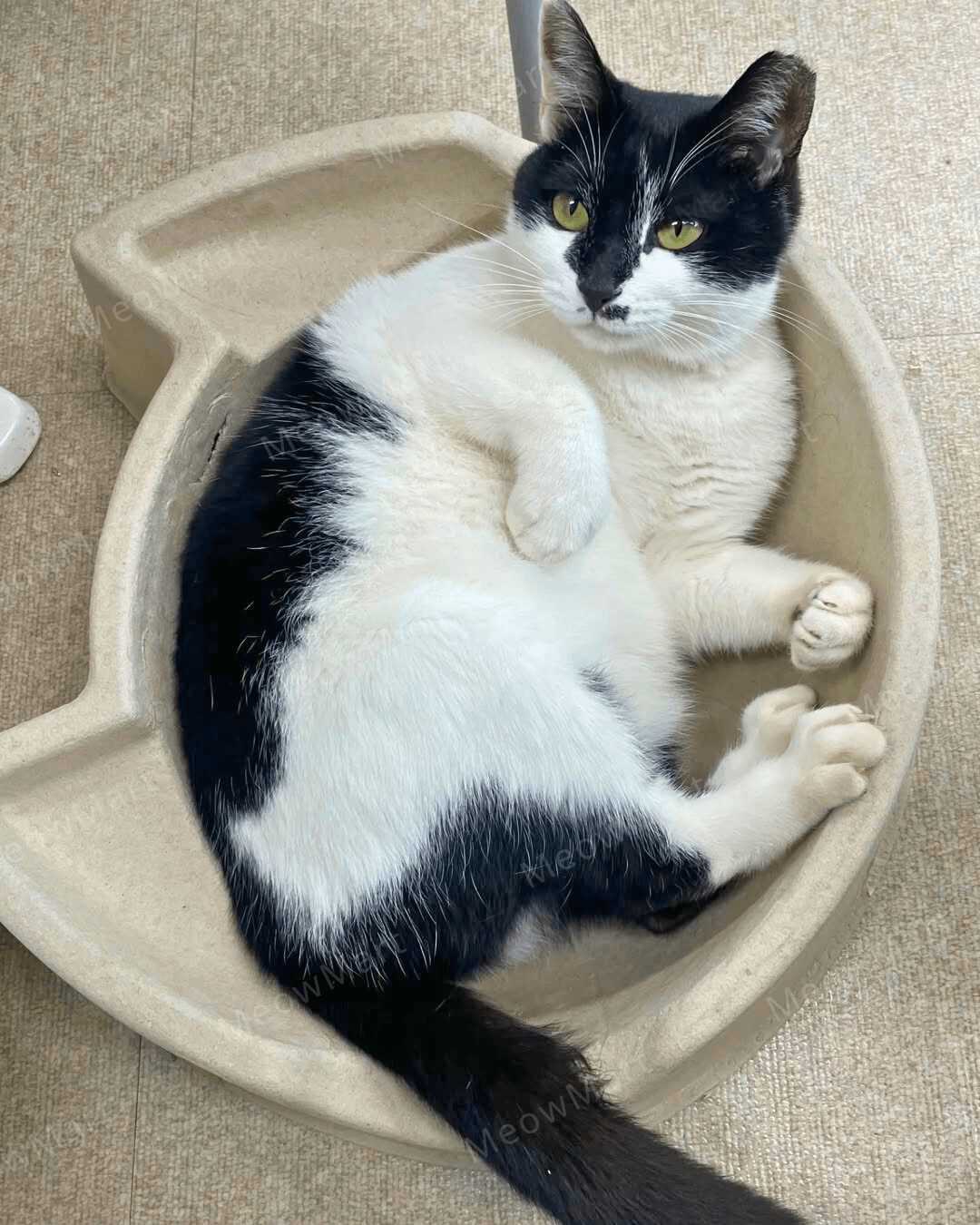 cat bang 紙漿貓窩 (貓頭款)